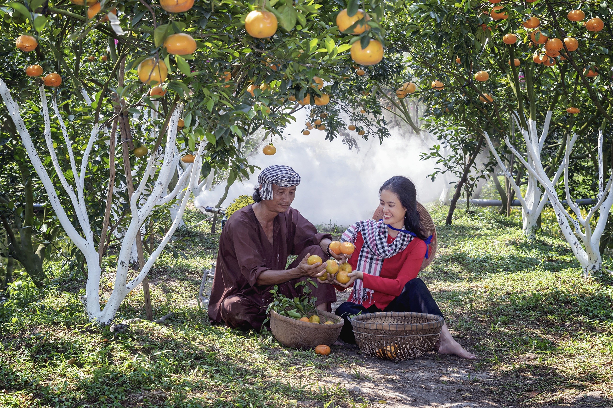 Vietnamese couple harvesting oranges in a garden HD Wallpaper