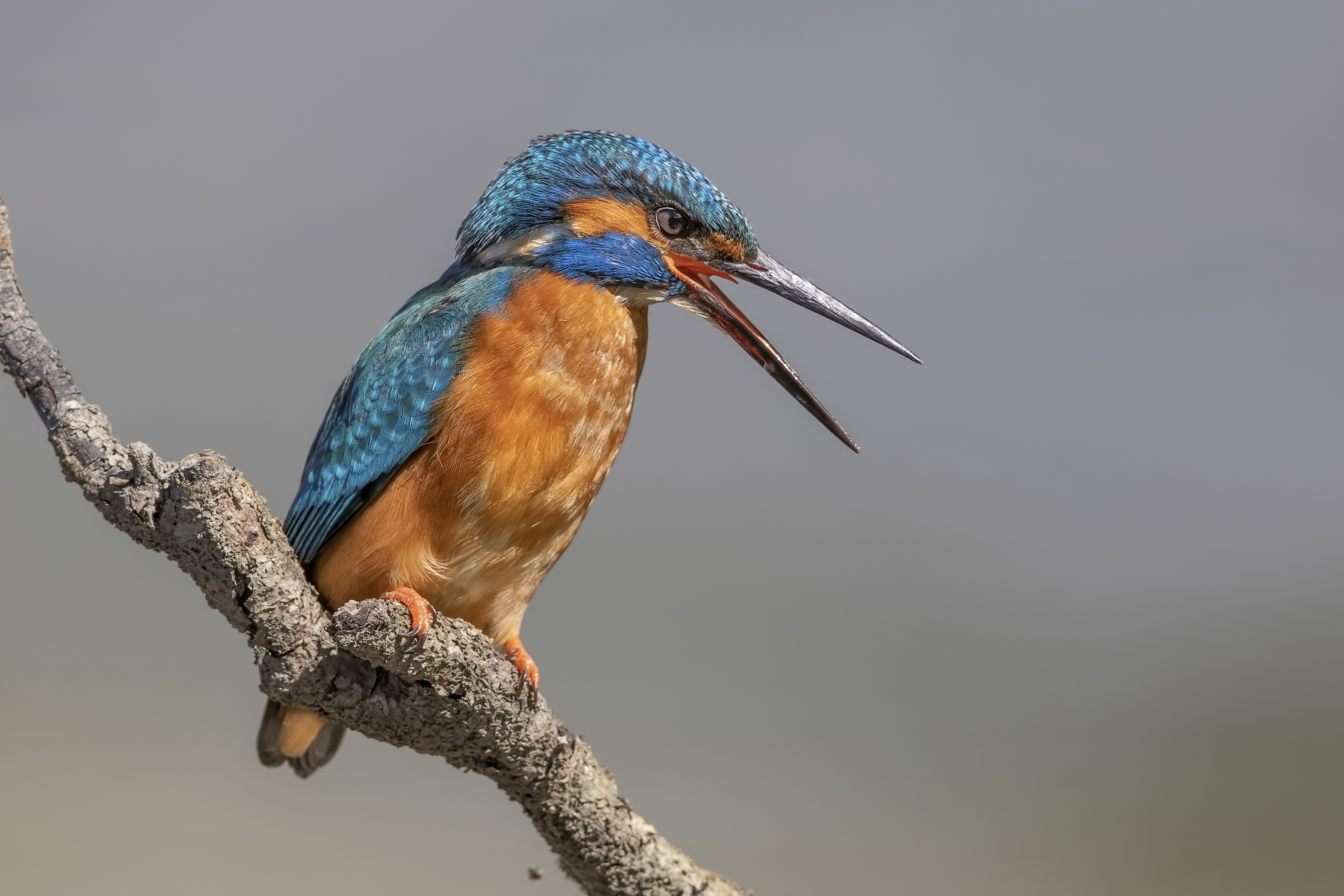 Common Kingfisher bird on a branch HD Wallpaper