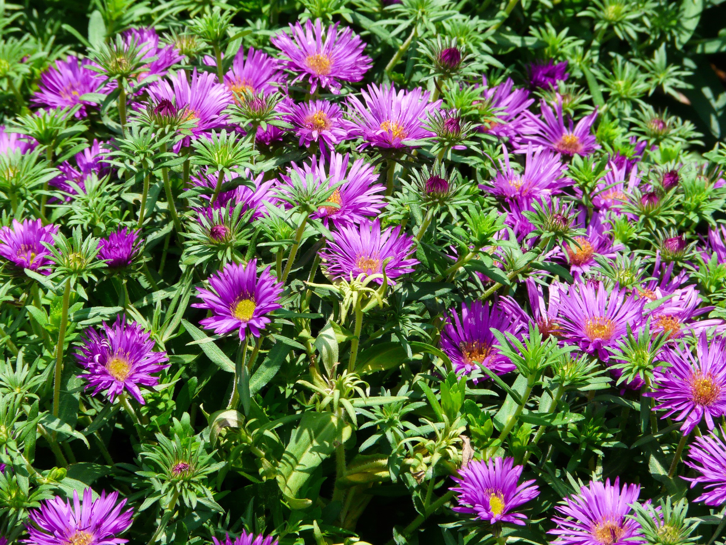 Many Violet Asters in Bloom HD Wallpaper