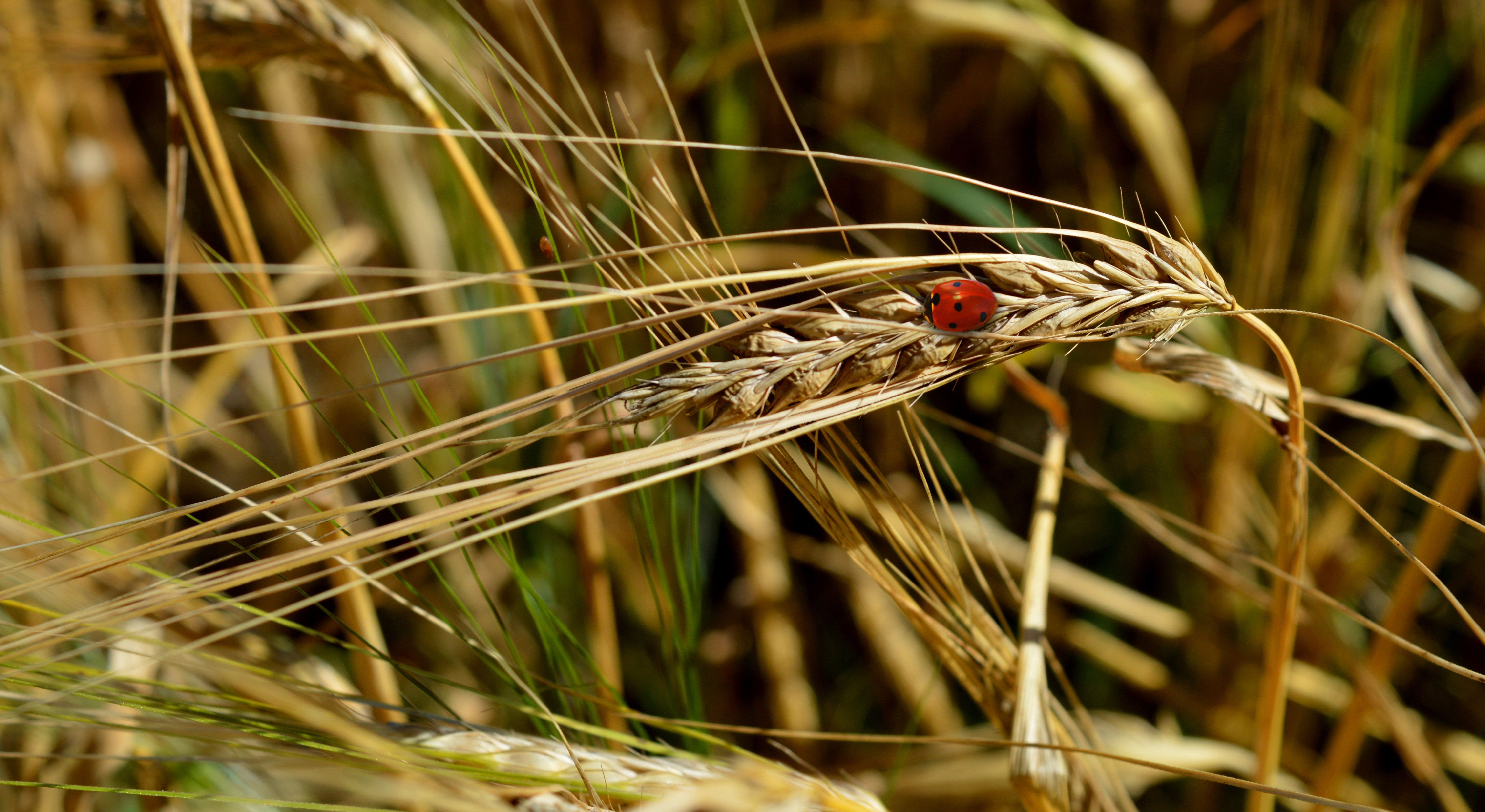 Ladybug on a Wheat Ear, Close-up HD Wallpaper