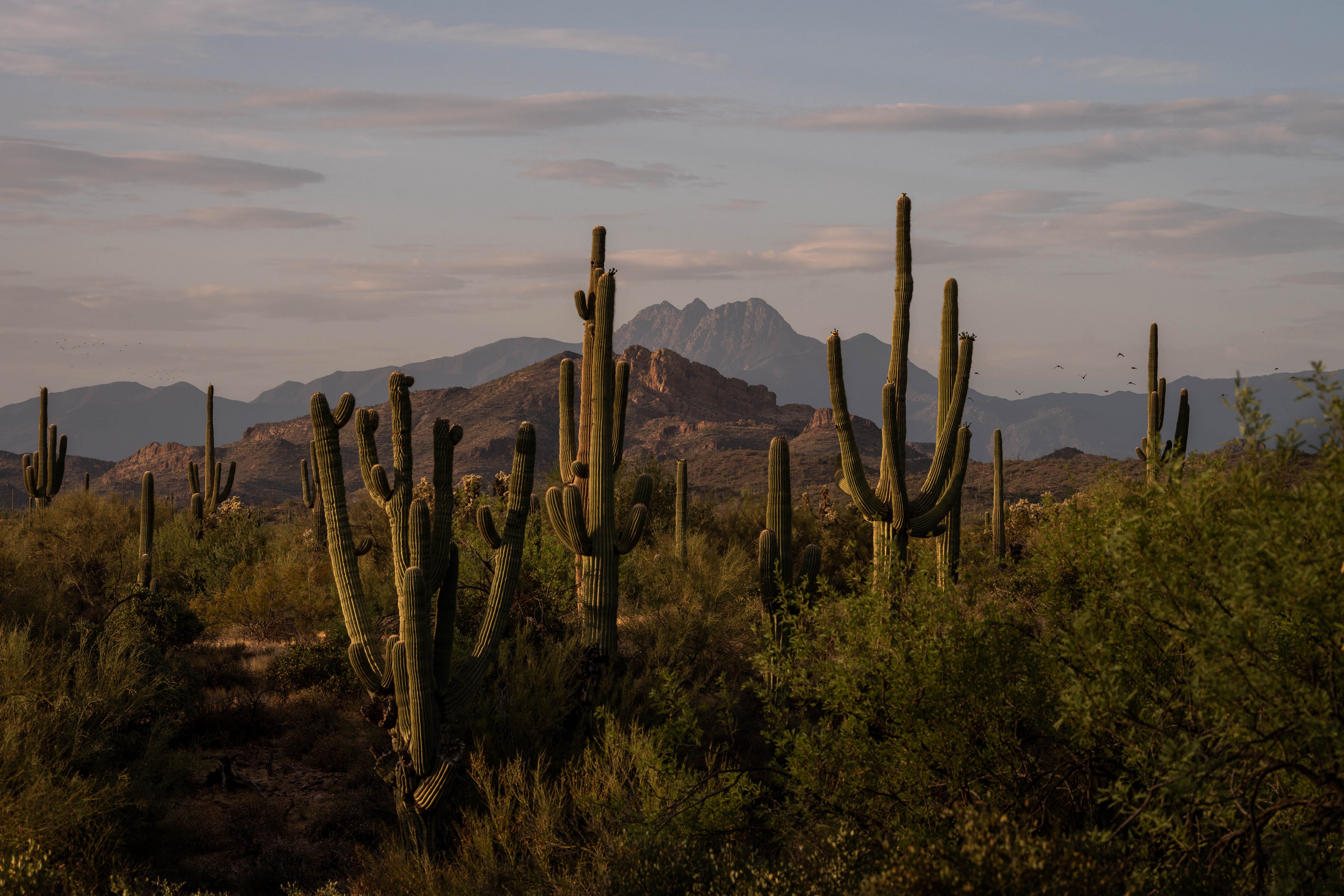 Saguaro Cactuses and Mountains in Arizona HD Wallpaper