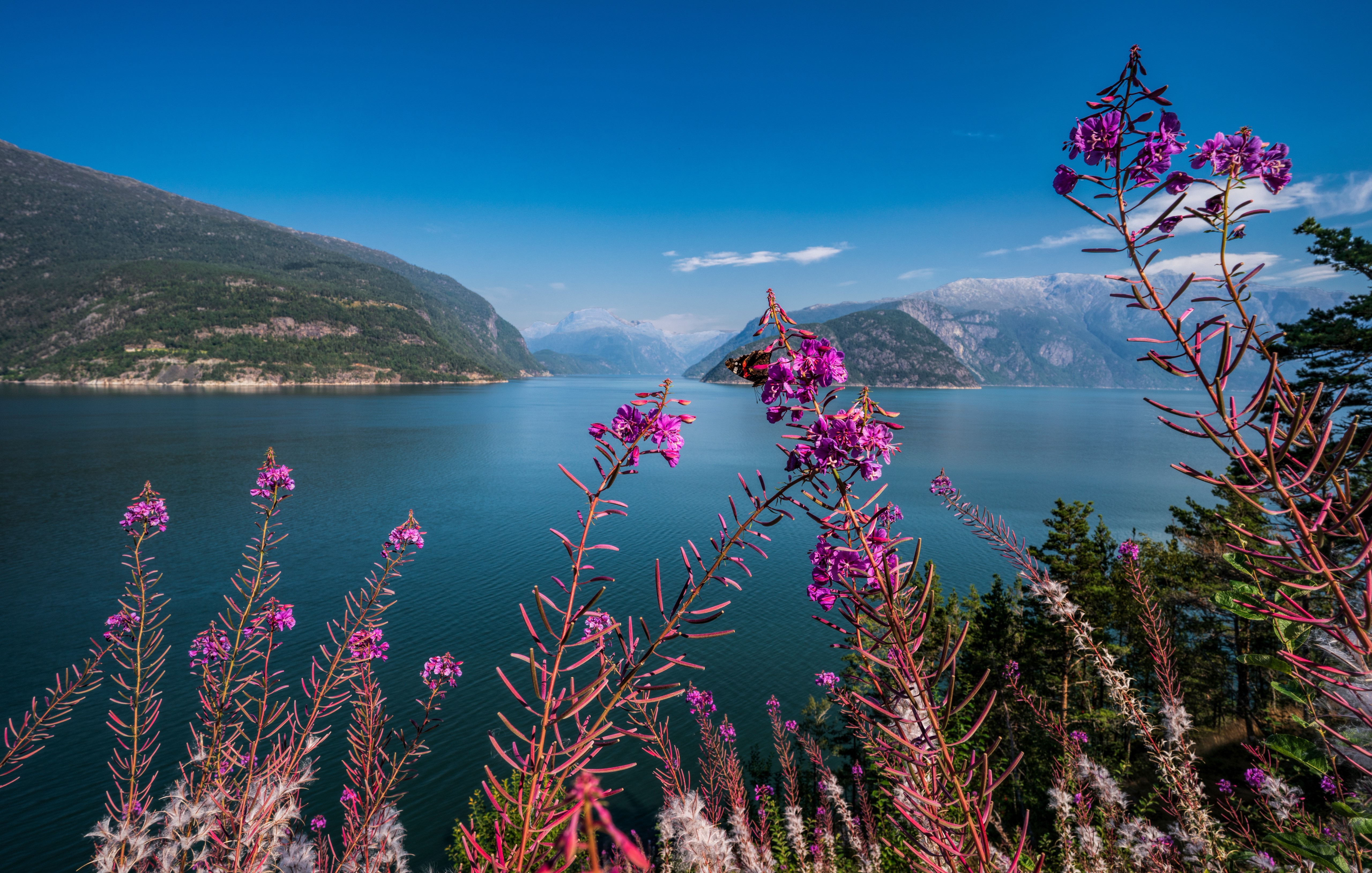 Fireweed flowers in front of a Norwegian fjord and mountains HD Wallpaper