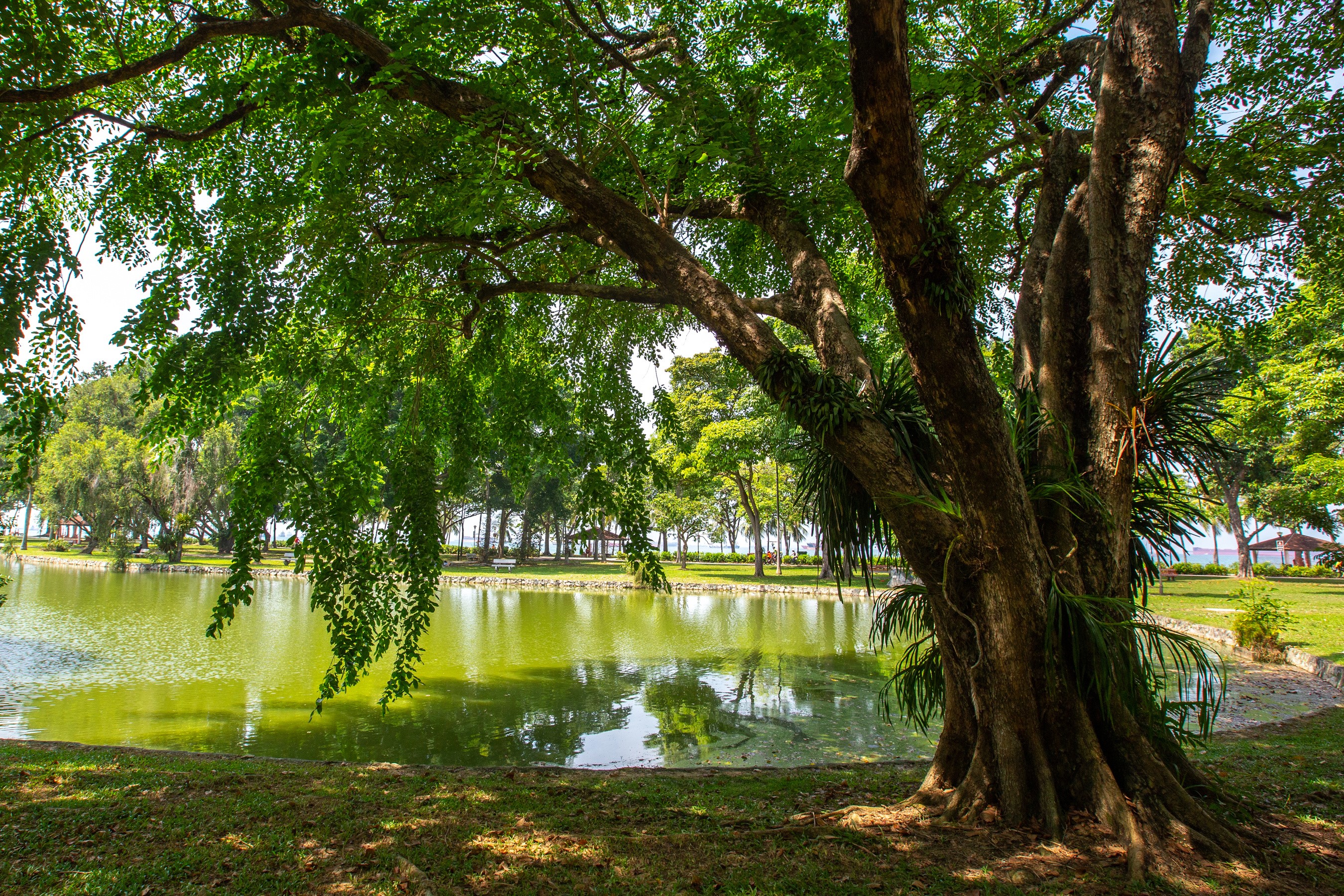 Pond and trees in East Coast Park, Singapore HD Wallpaper