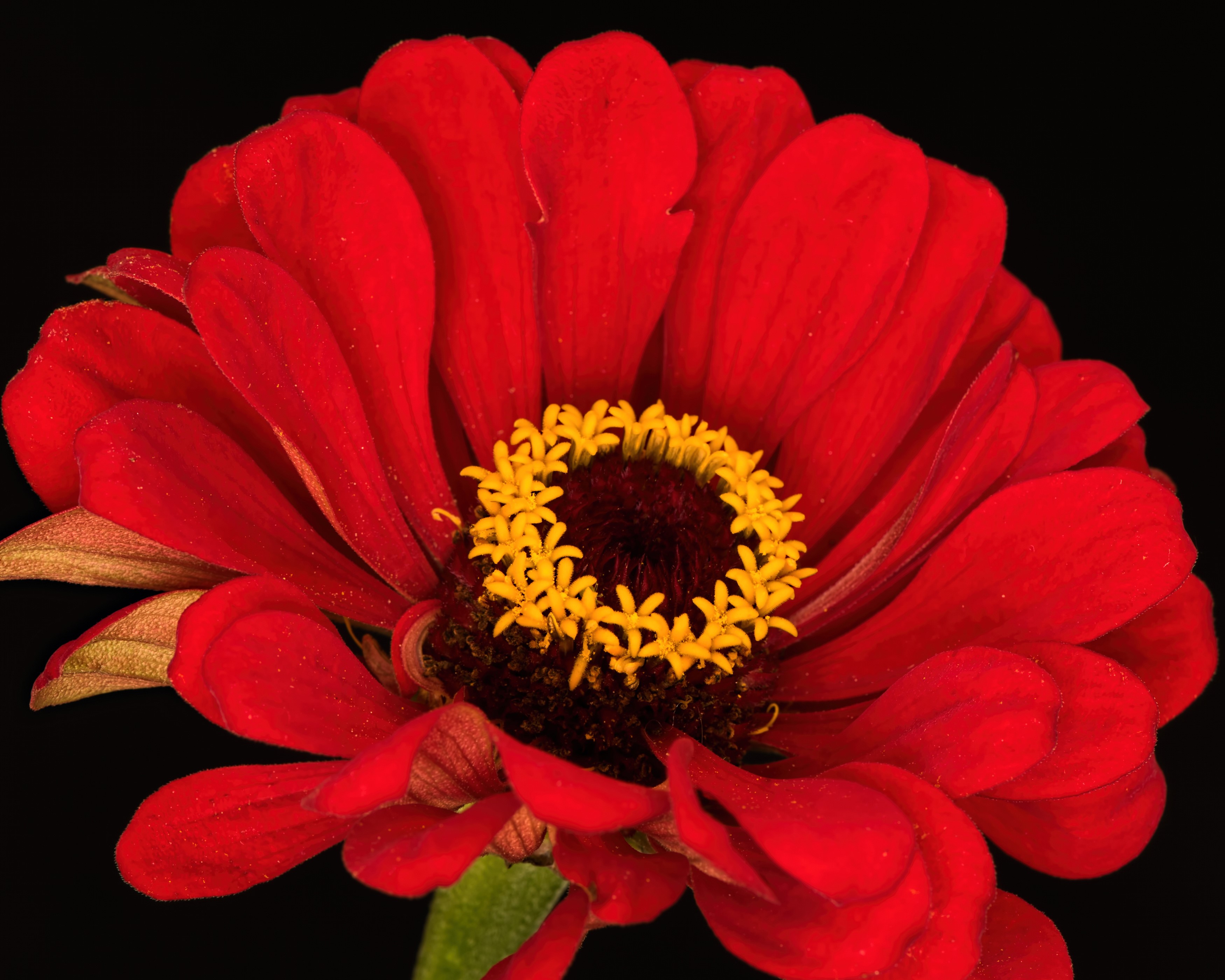 Red Zinnia flower with yellow center on black background HD Wallpaper