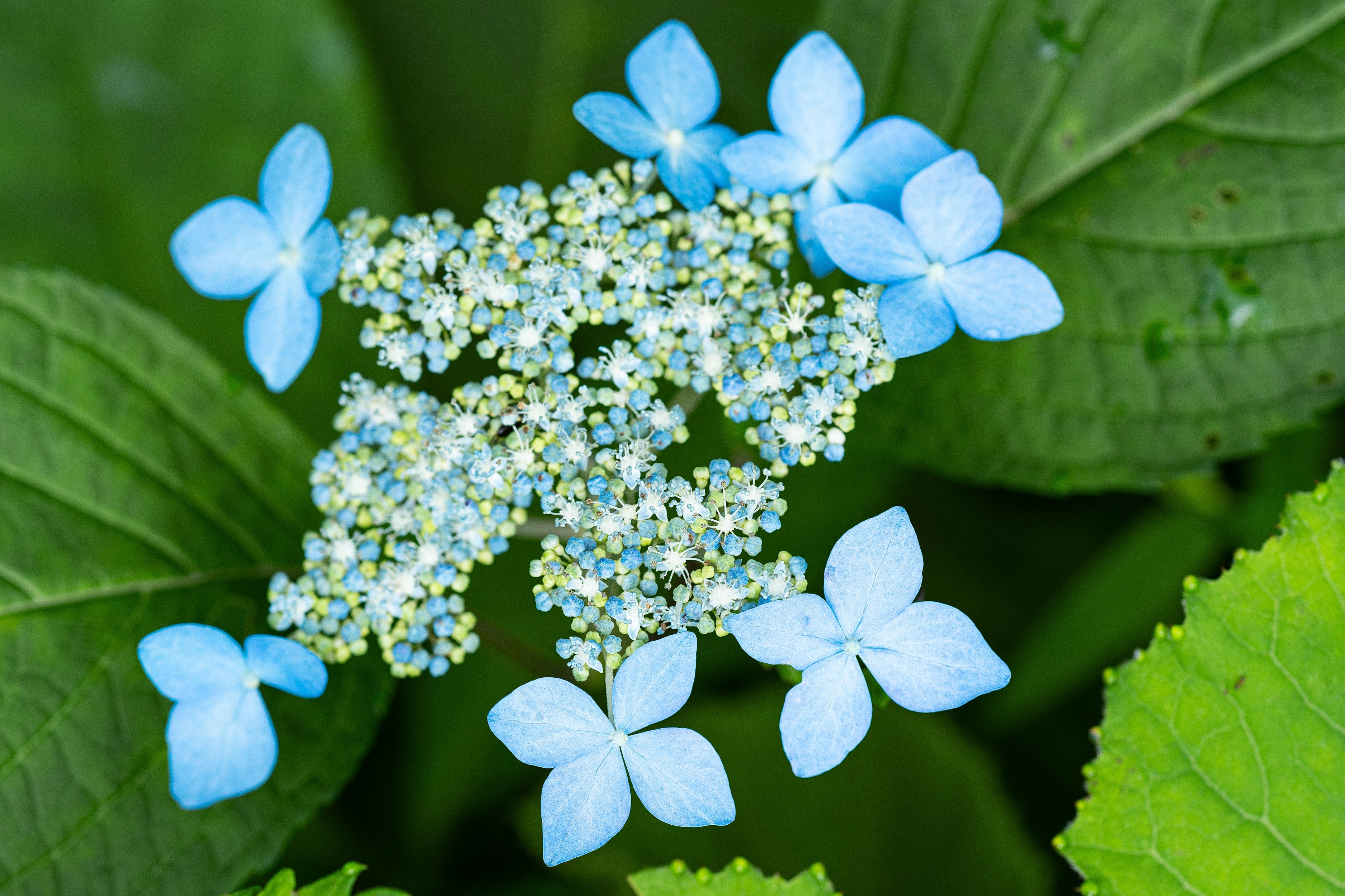Closeup of Light Blue Hydrangea Flowers HD Wallpaper
