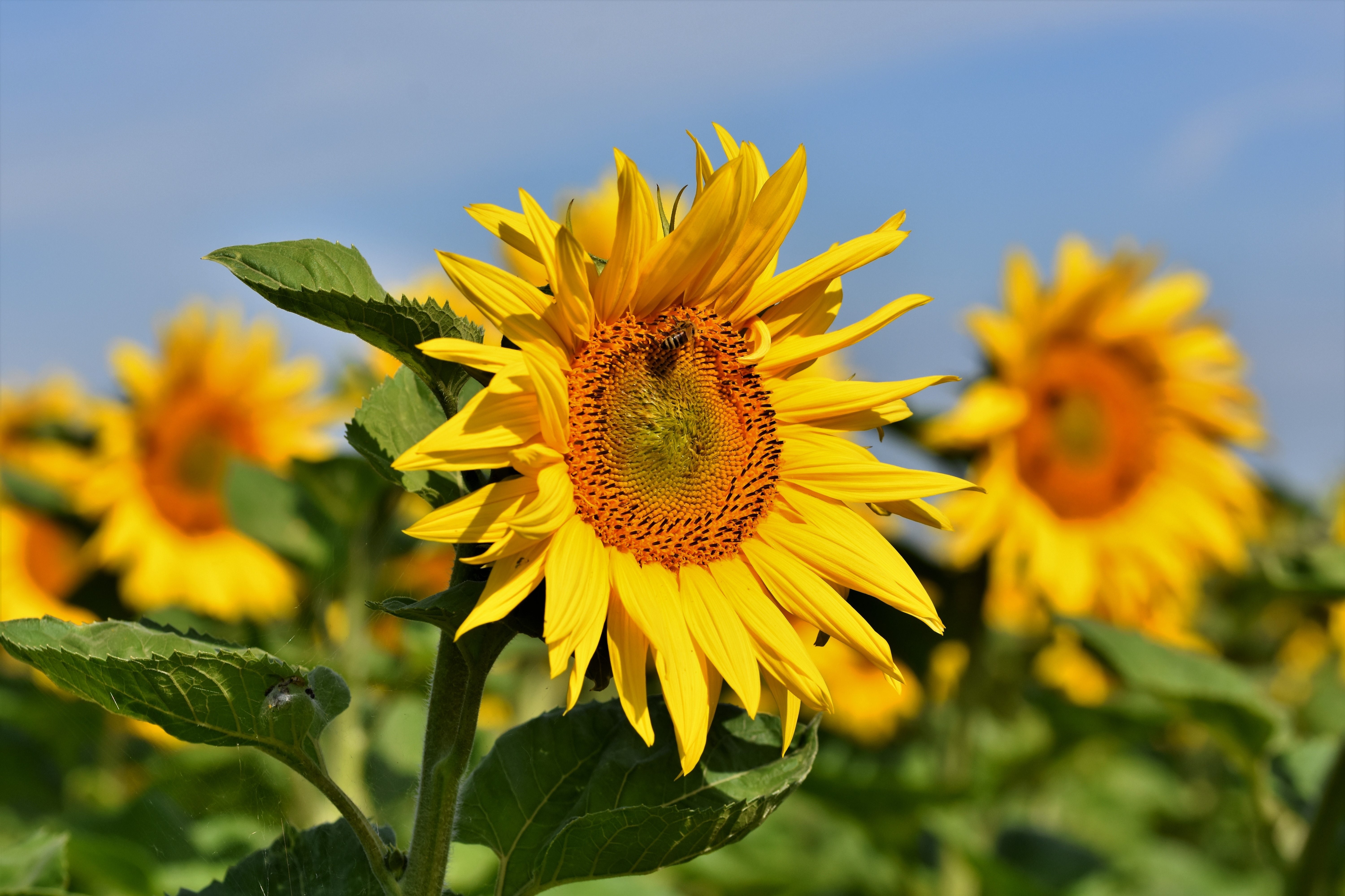 Sunflowers in a field with a bee HD Wallpaper
