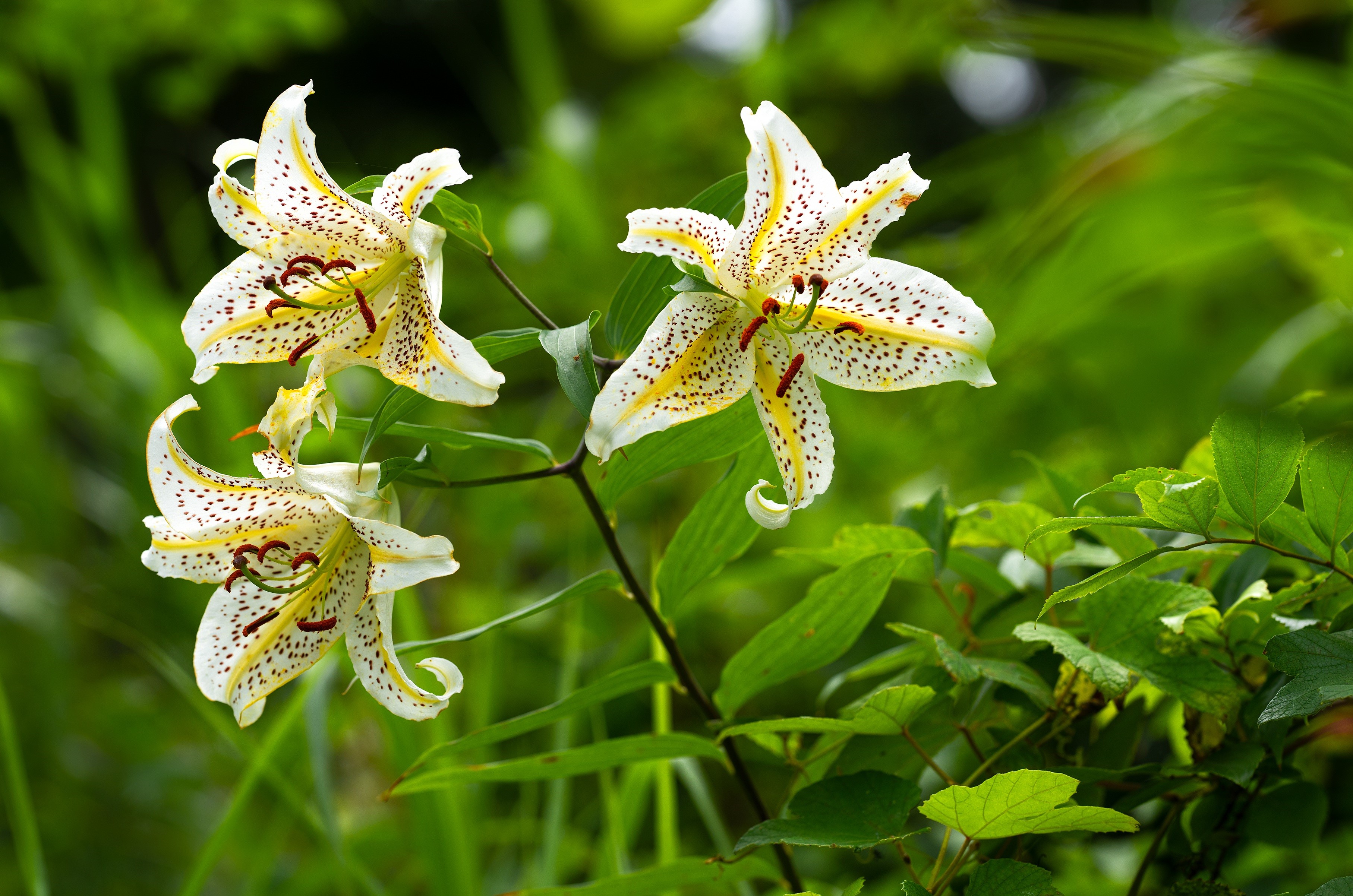 Three white and yellow lilies with dark spots HD Wallpaper