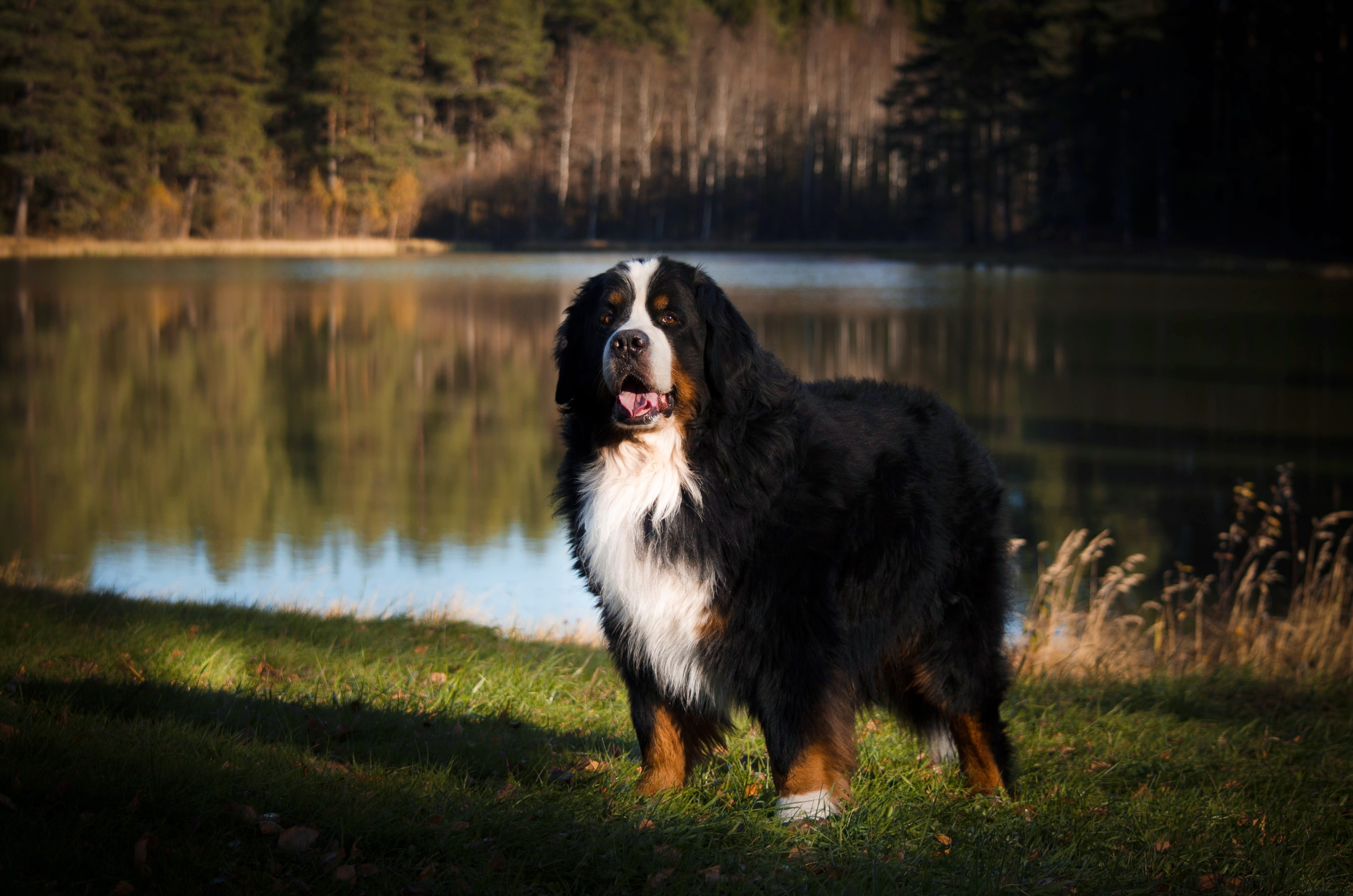 Bernese Mountain Dog by a Lake HD Wallpaper