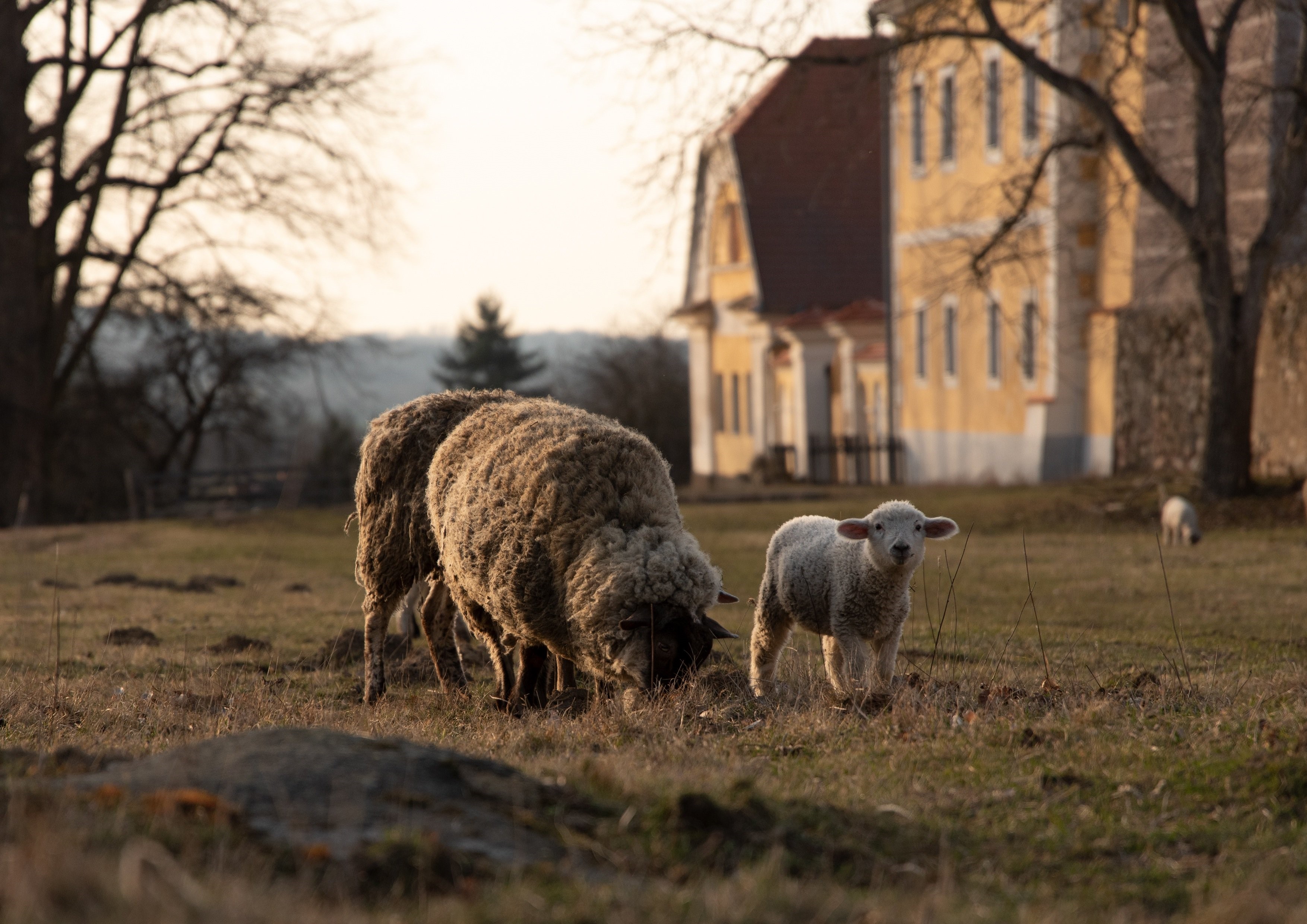 Sheep and lamb in a field with a building HD Wallpaper