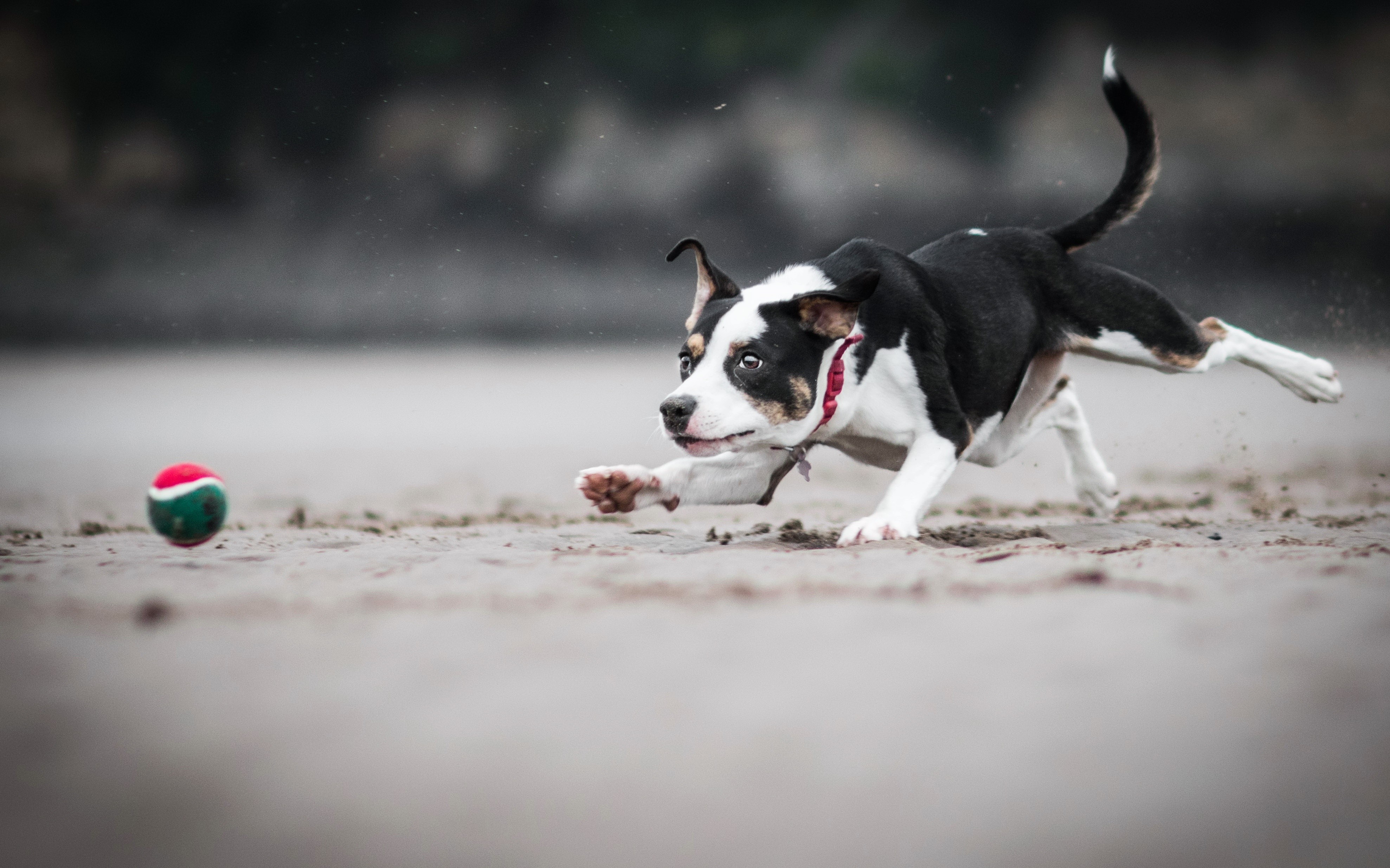Dog running on sand to catch a ball HD Wallpaper