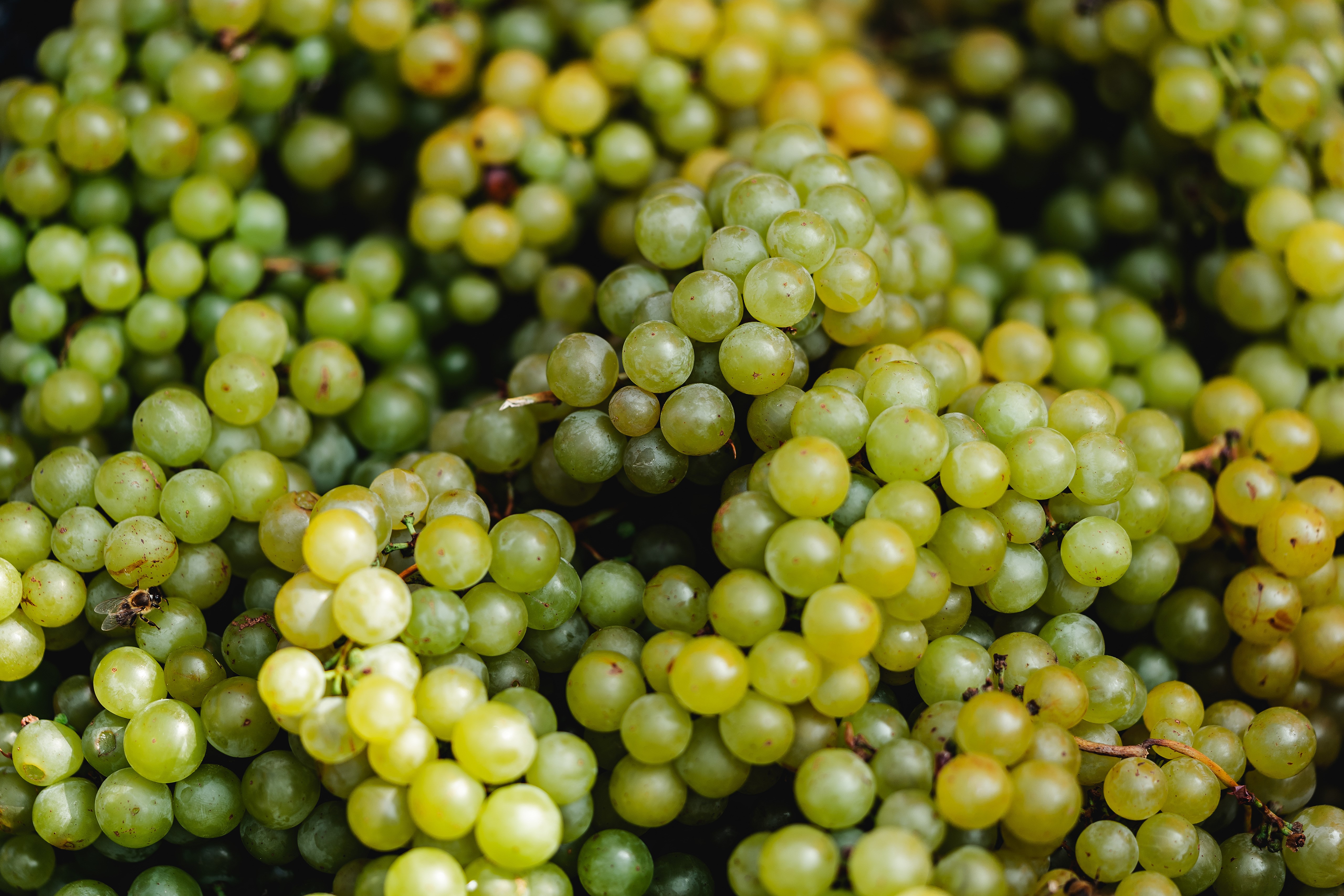 Green Grapes HD Wallpaper