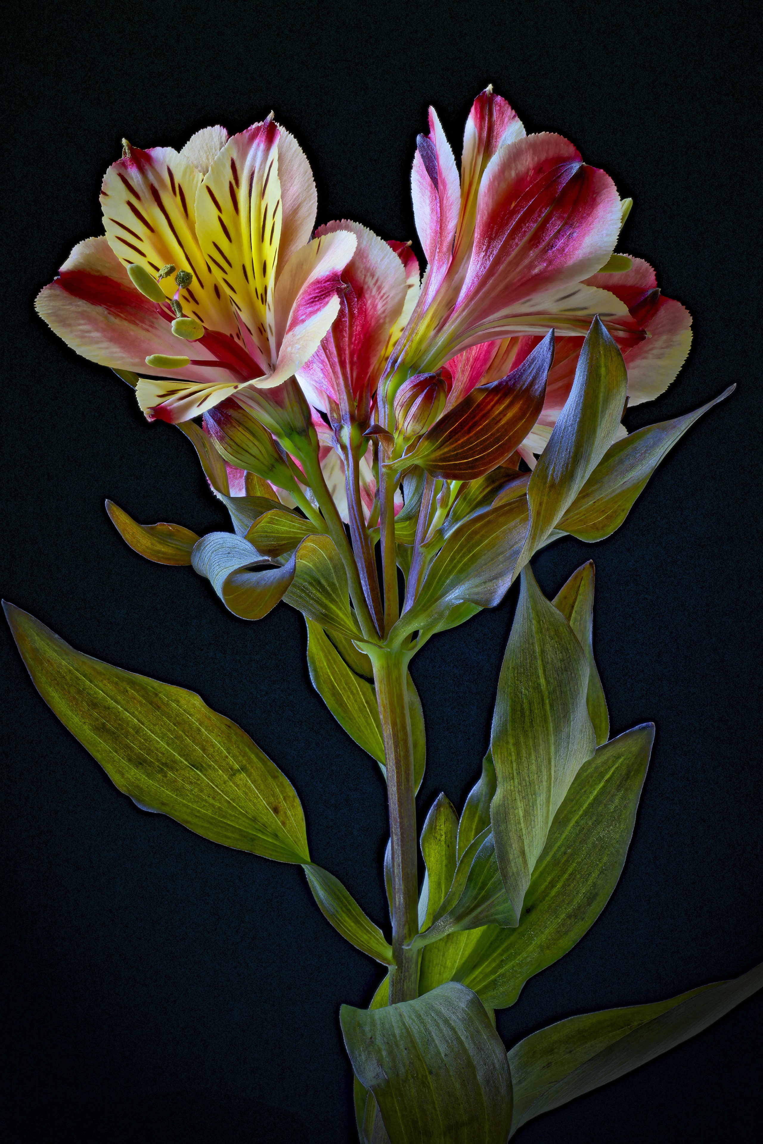 Alstroemeria flowers on a black background HD Phone Wallpaper