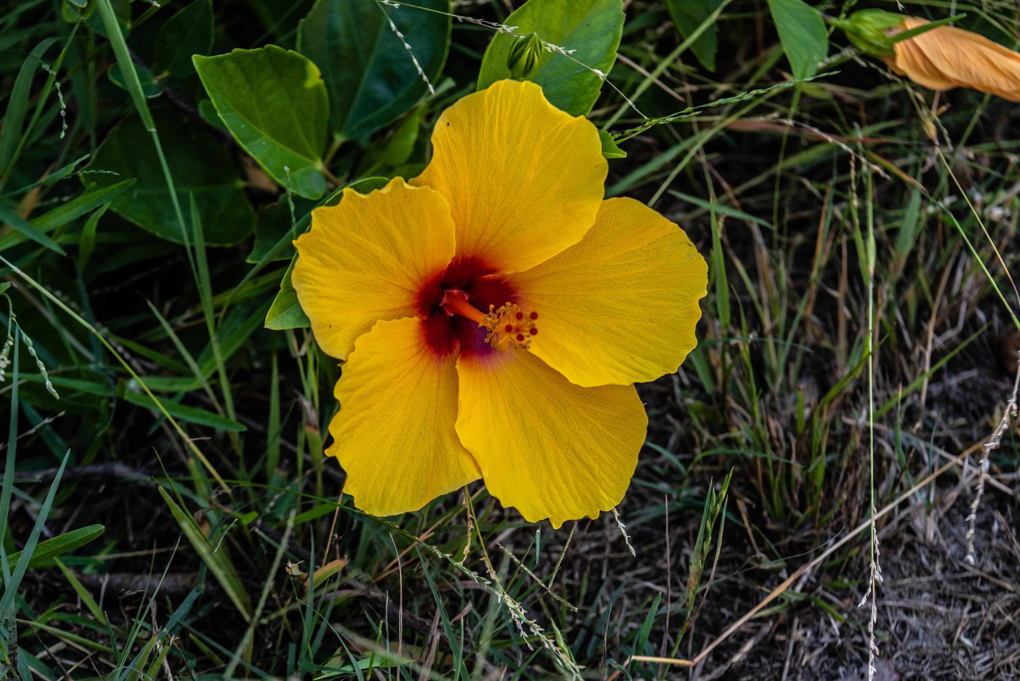 Yellow Hibiscus Flower in Green Grass HD Wallpaper