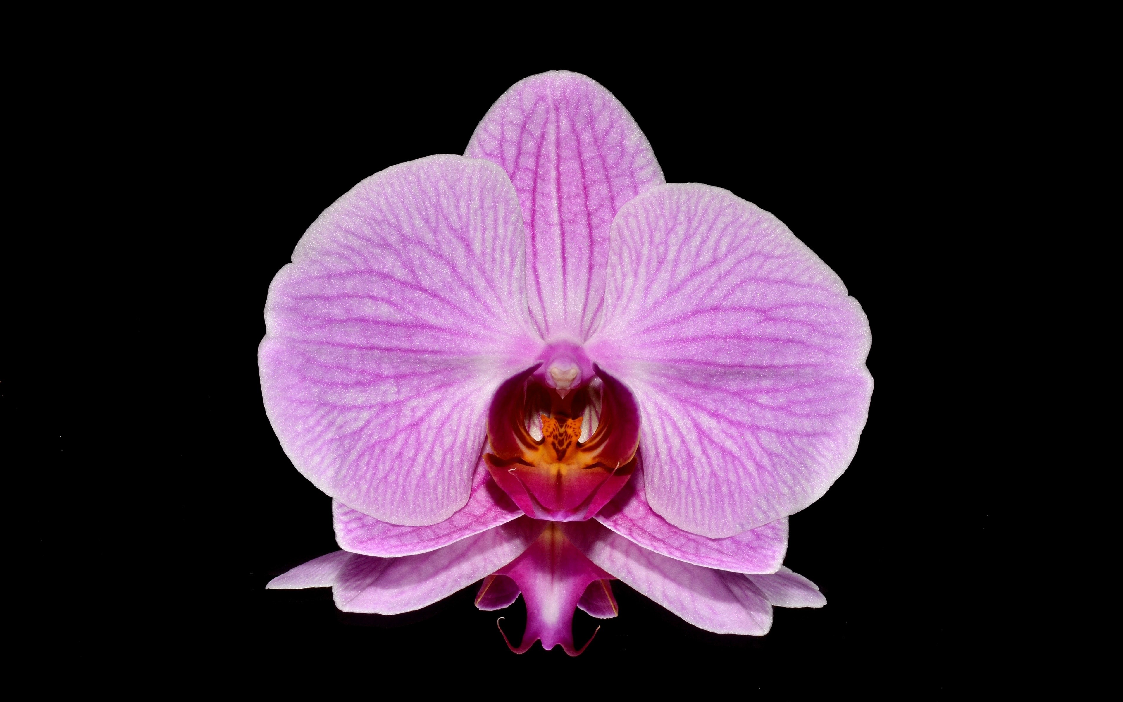 Pink Orchid Flower Closeup 4K HD Wallpaper