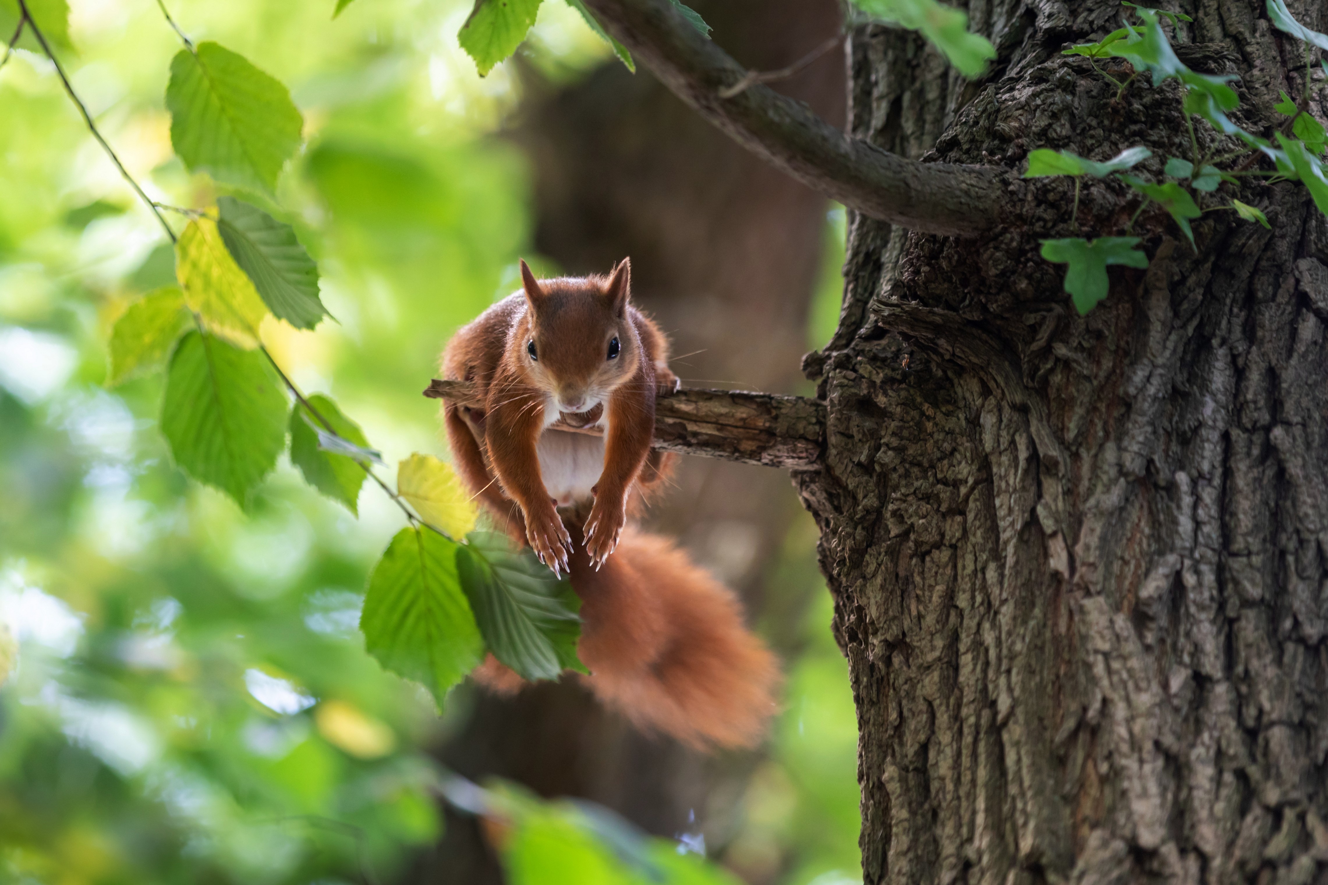Squirrel on a tree branch HD Wallpaper