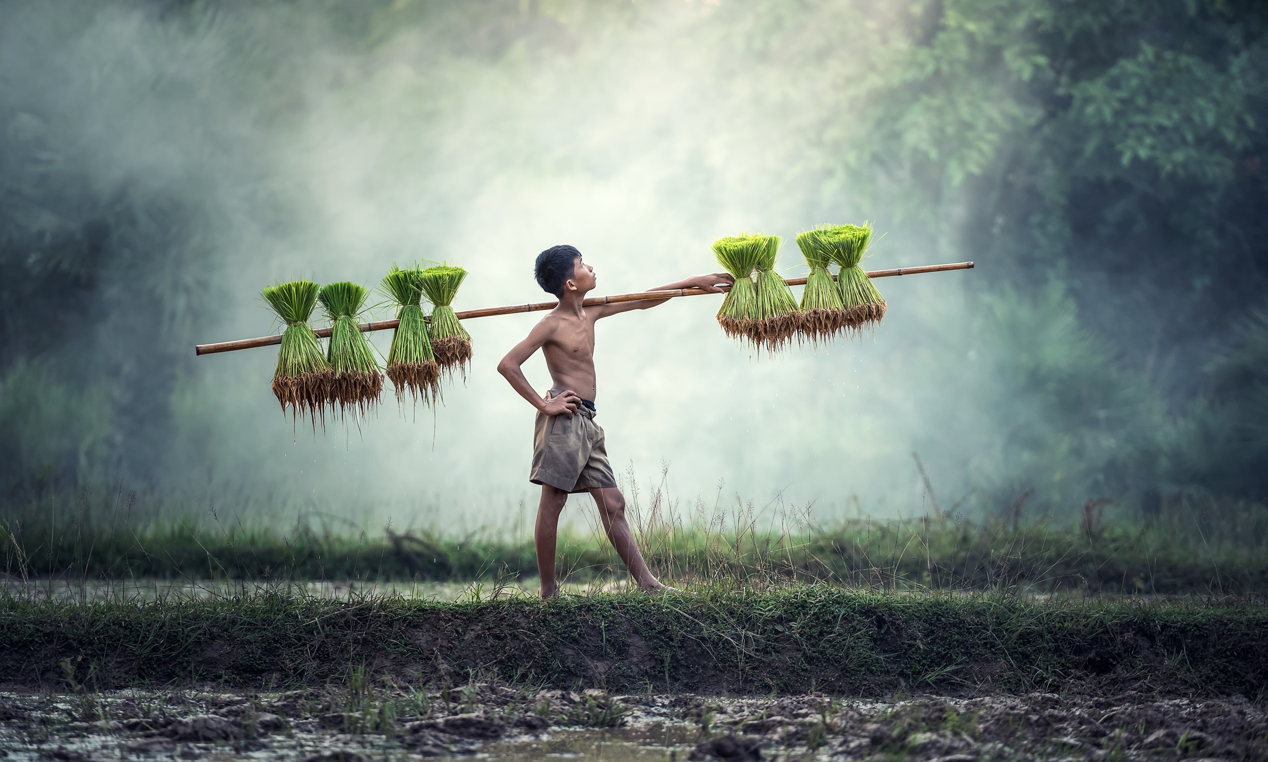 Boy carrying rice seedlings in fog HD Wallpaper
