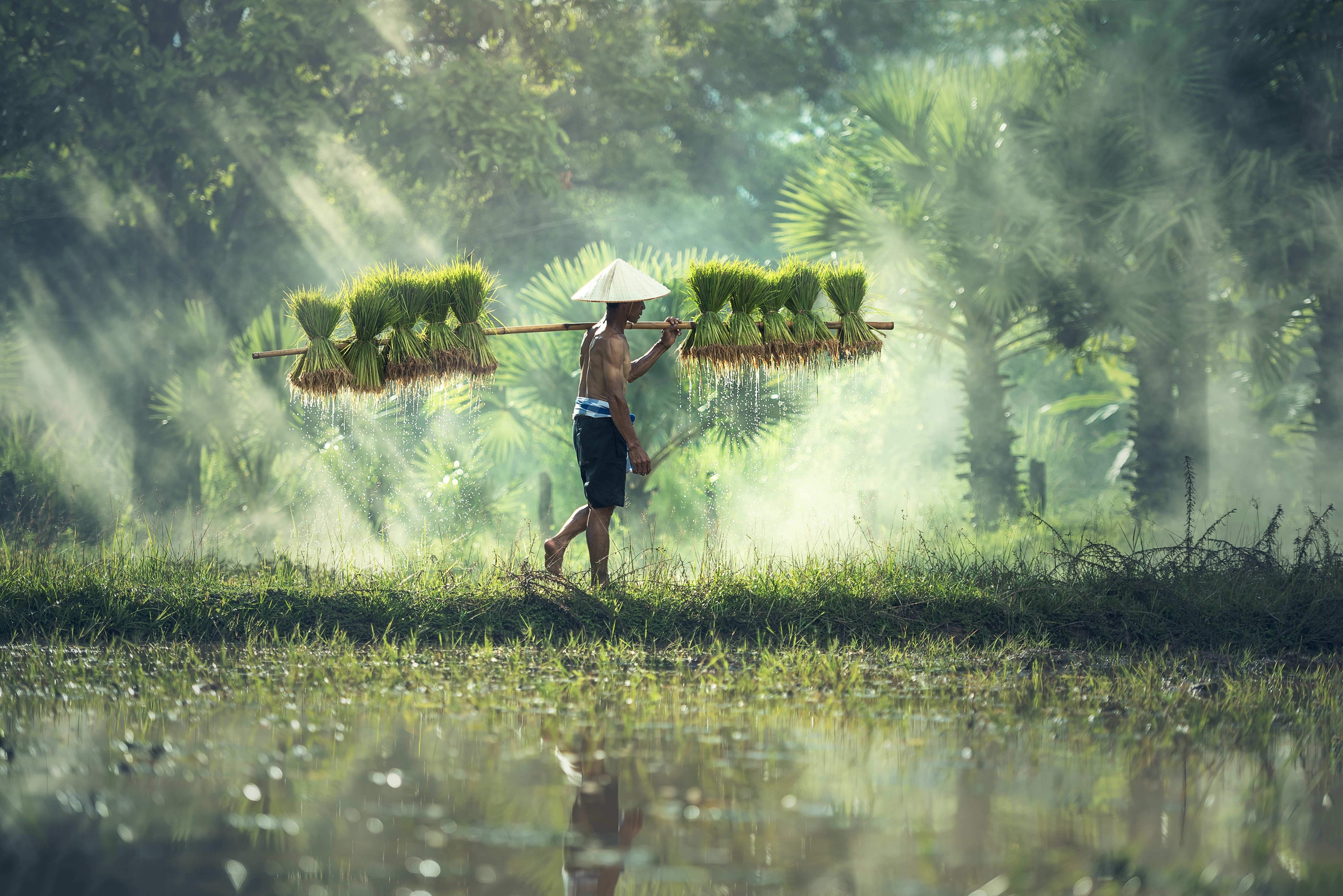 Asian farmer carrying rice seedlings in fog HD Wallpaper