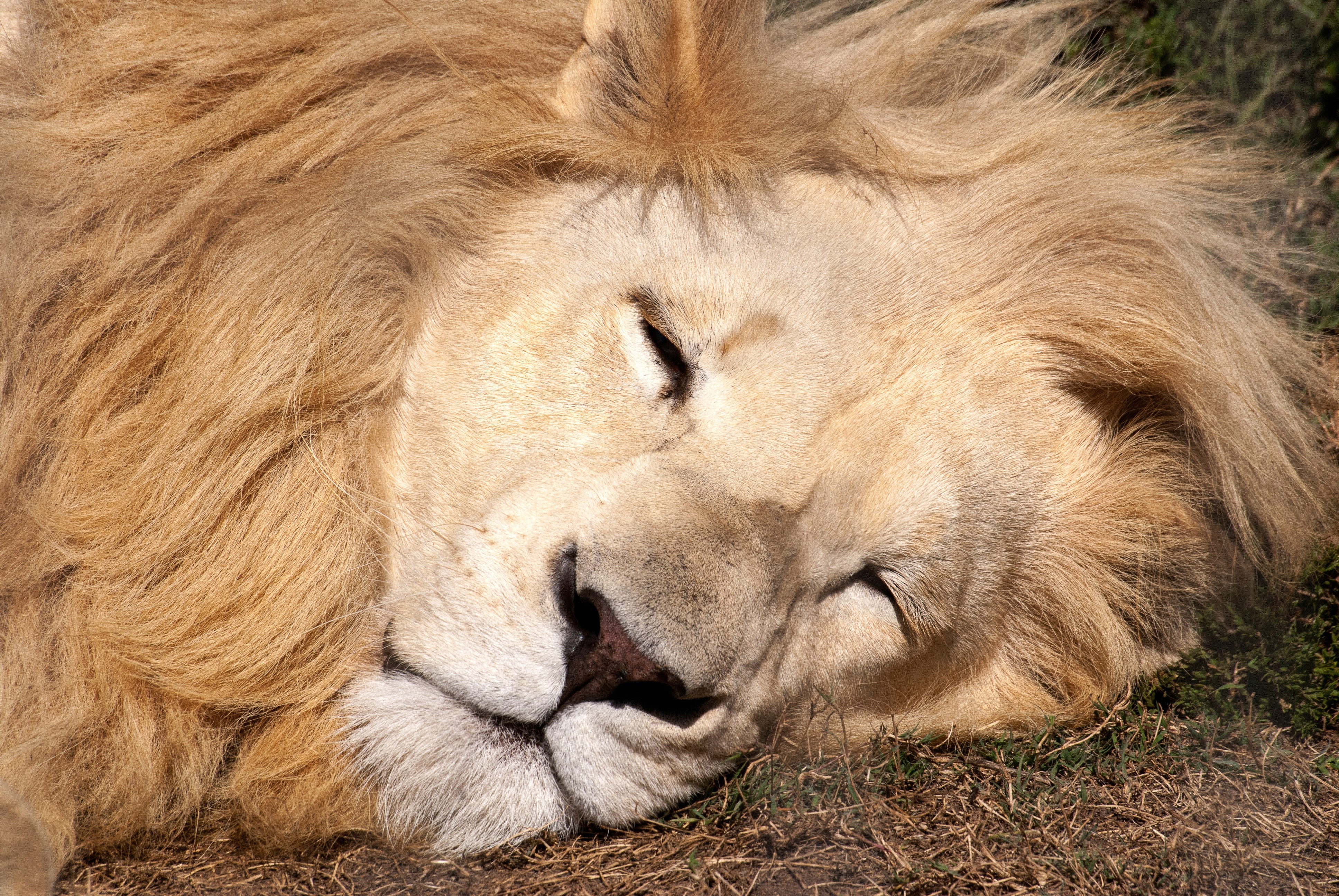Close-up of a sleeping white lion HD Wallpaper