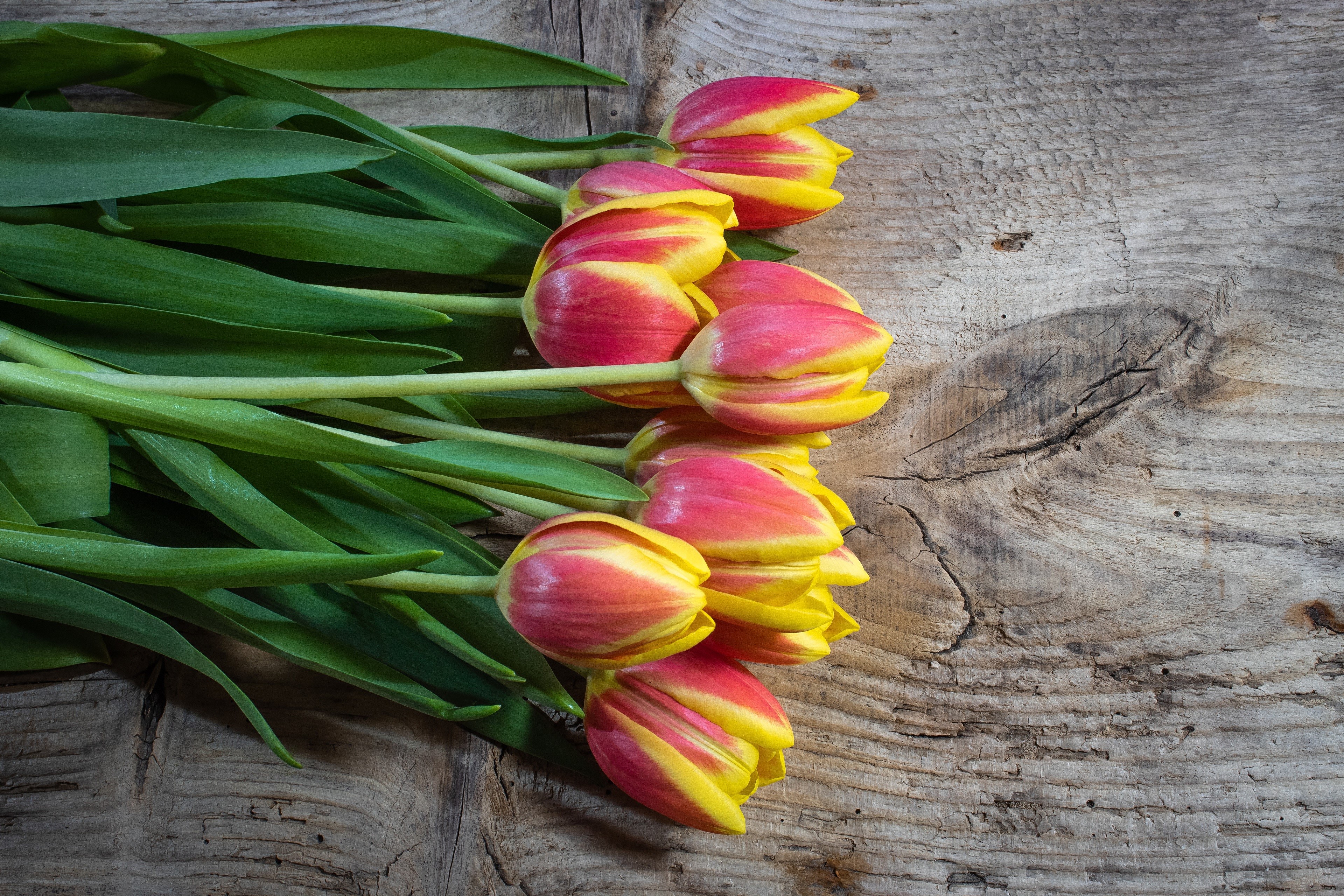 Red and yellow tulips on wood planks HD Wallpaper