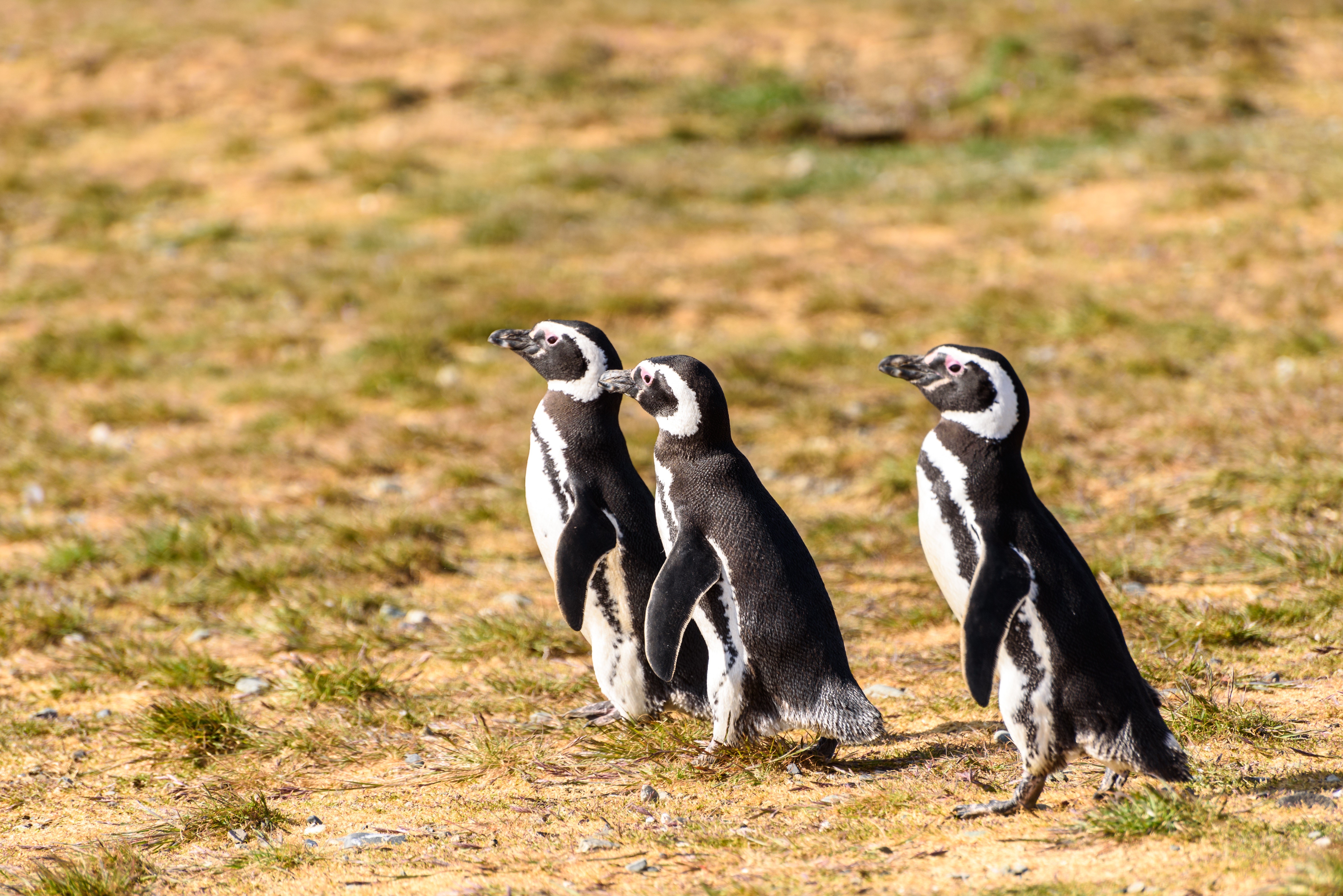 Three Penguins on a Grassy Field HD Wallpaper