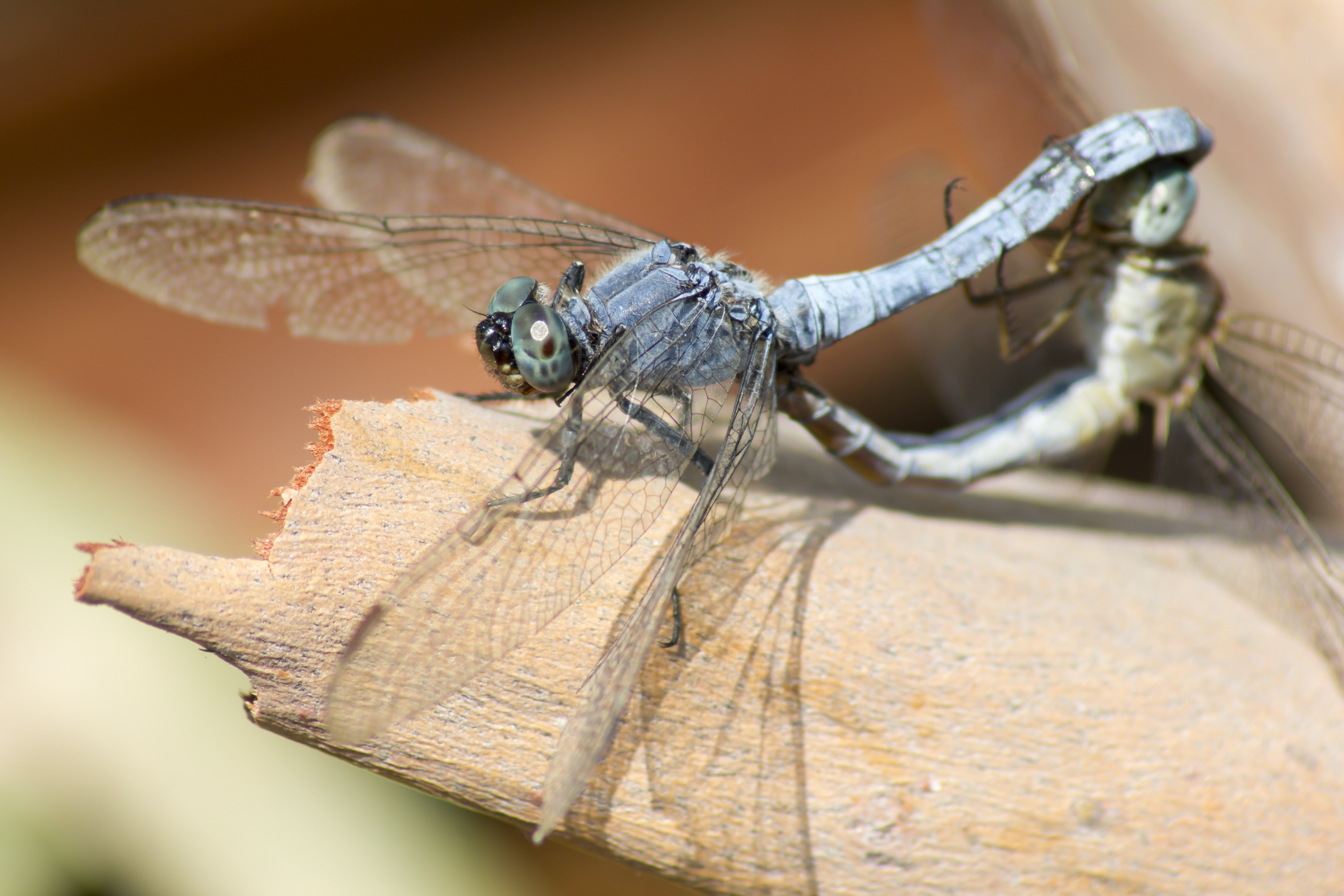 Two Dragonflies Mating on a Branch HD Wallpaper