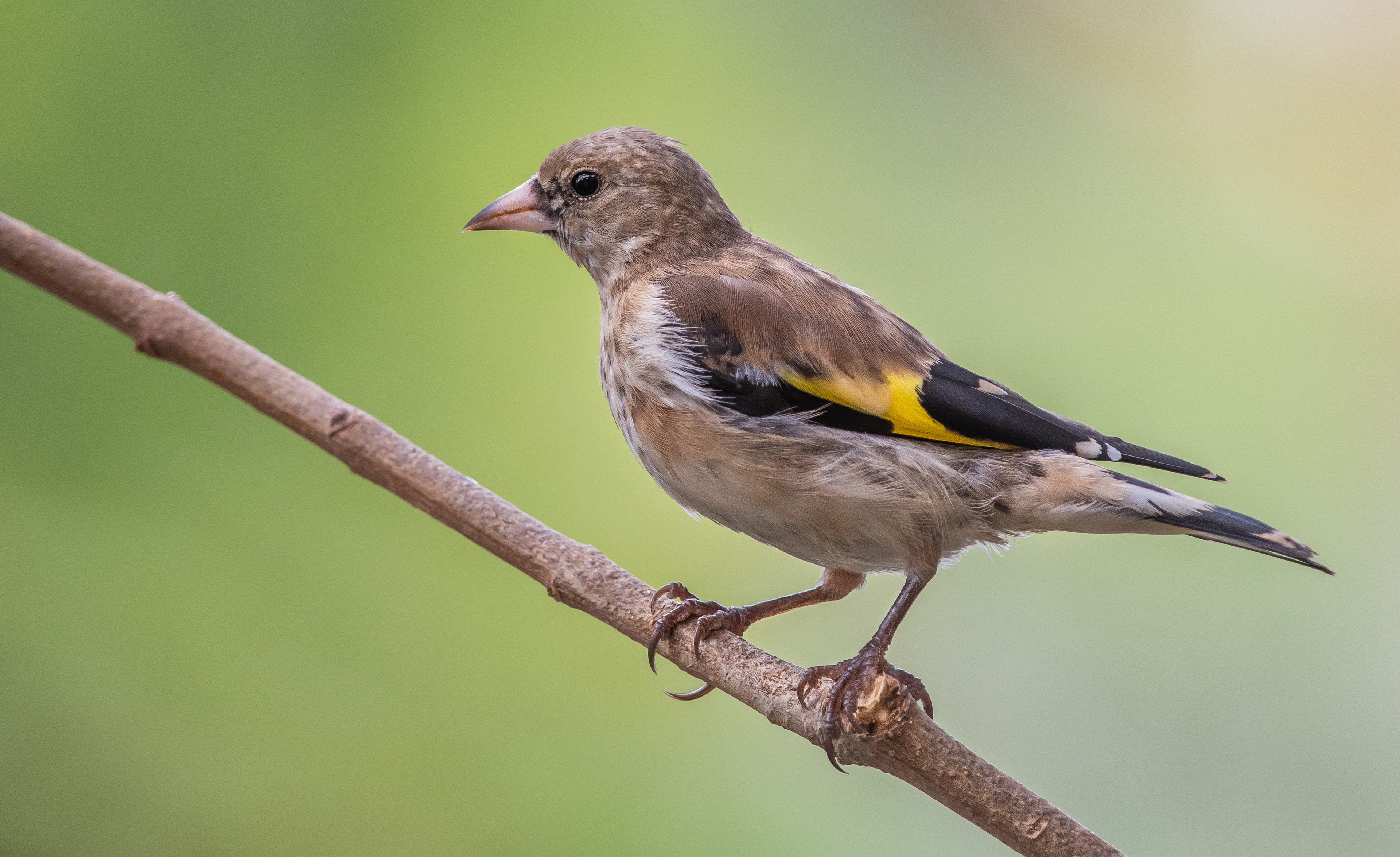 Goldfinch Nestling on a Branch HD Wallpaper