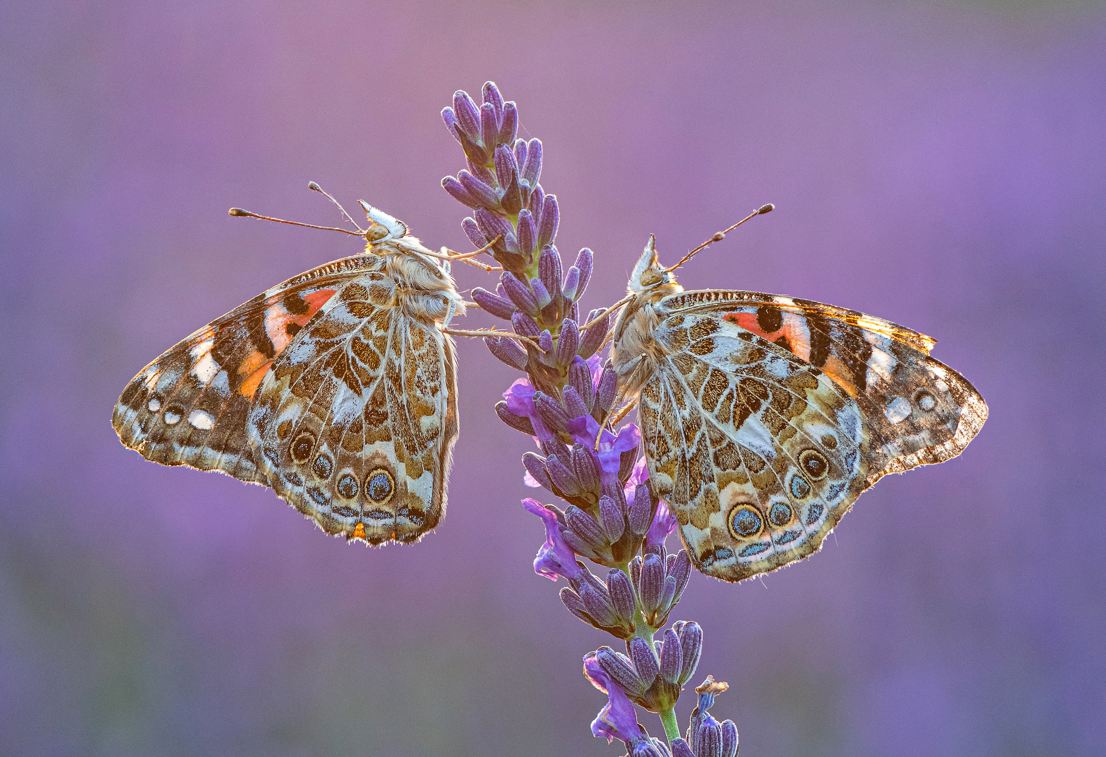 Two Painted Lady Butterflies on Lavender HD Wallpaper