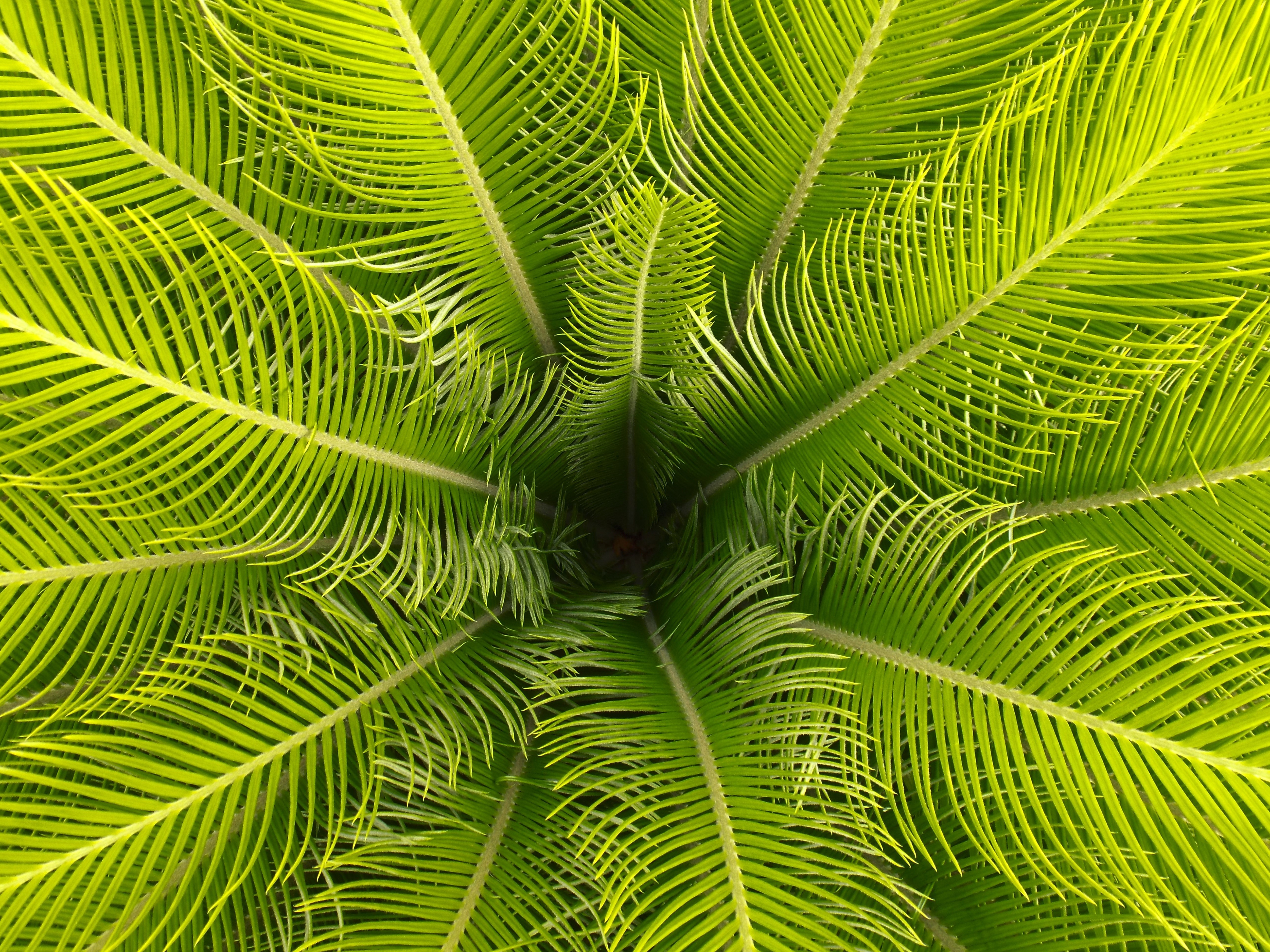 Close-up of green palm fronds HD Wallpaper