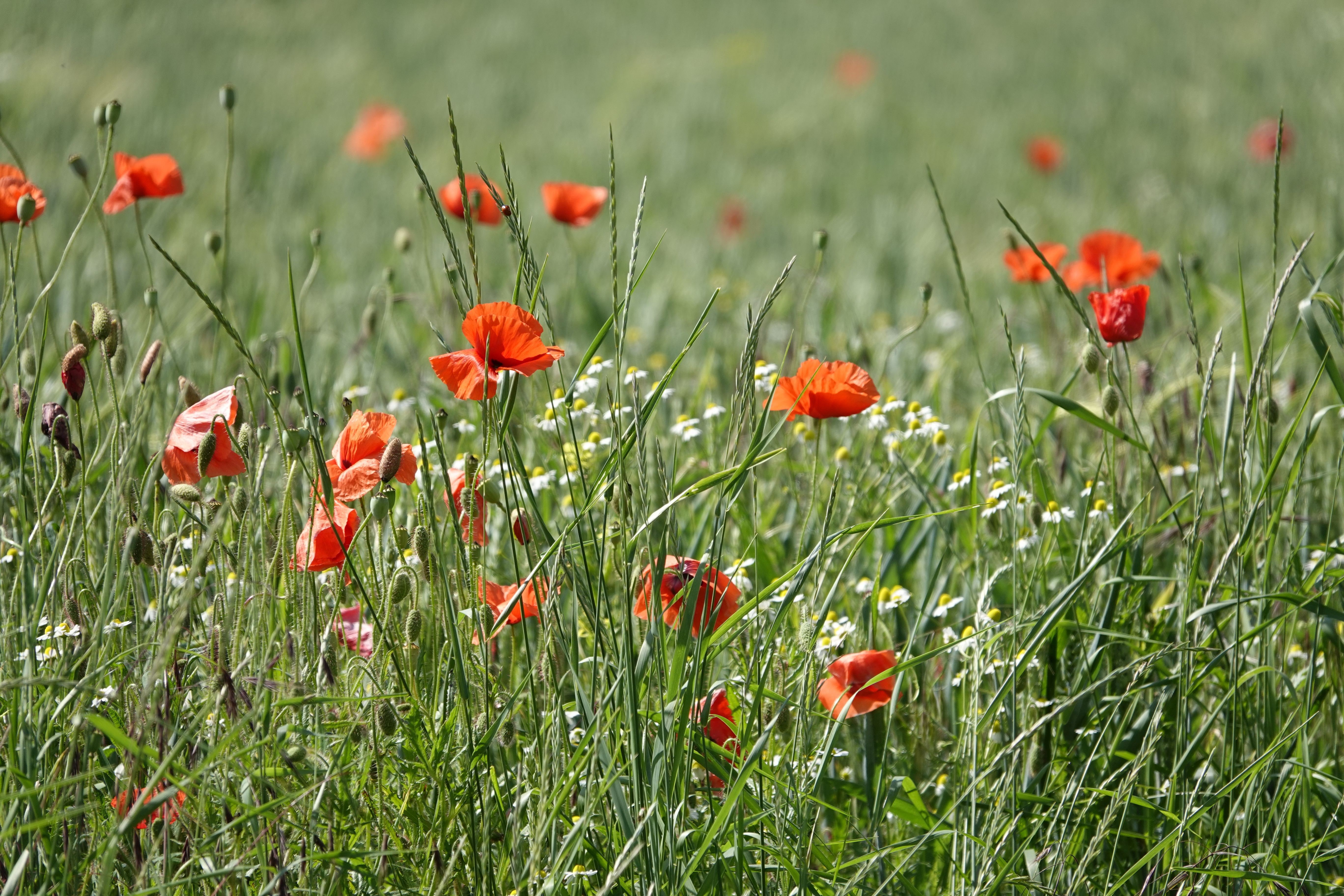 Field of Red Poppies and Green Grass HD Wallpaper