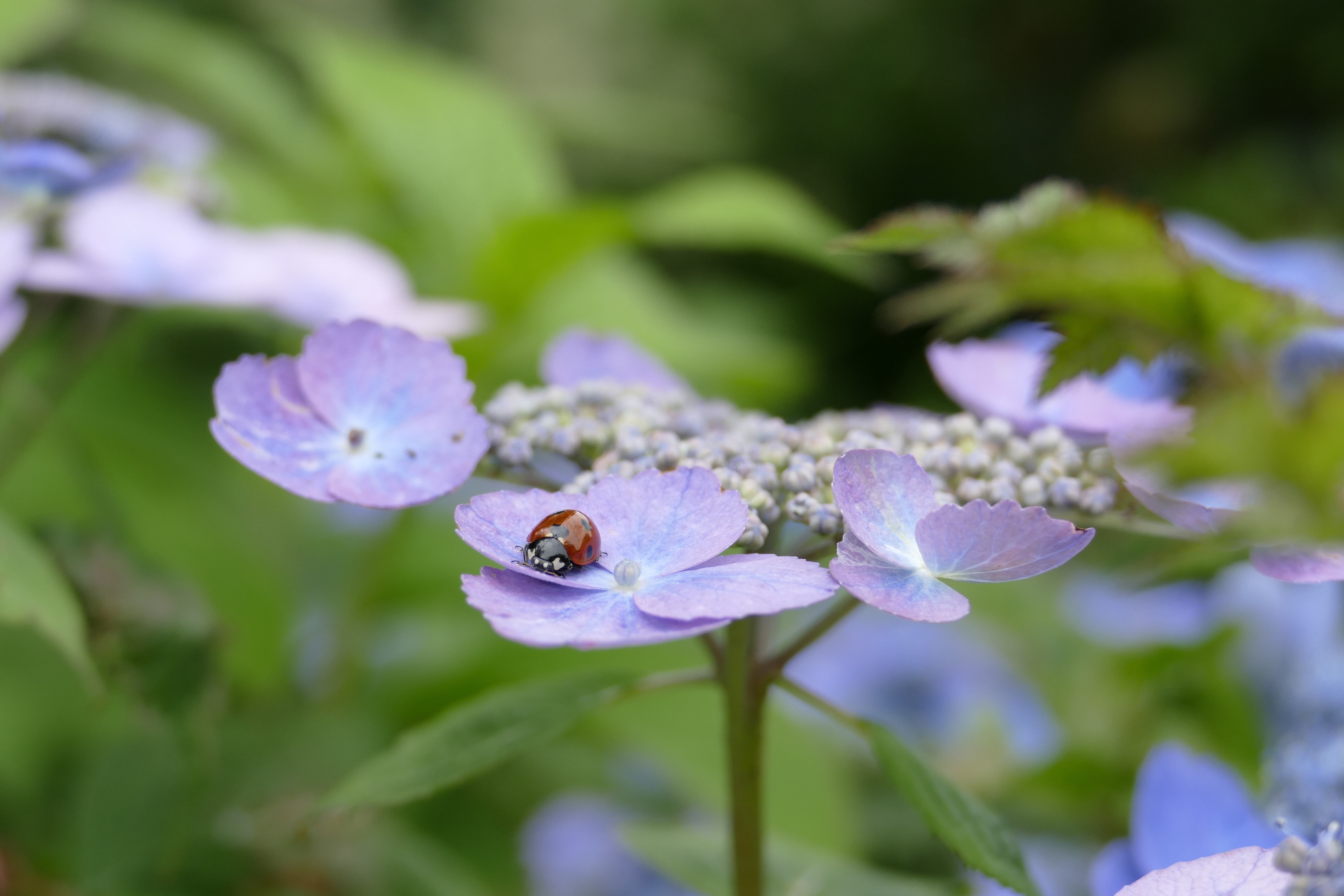 Ladybug on a purple hydrangea flower HD Wallpaper