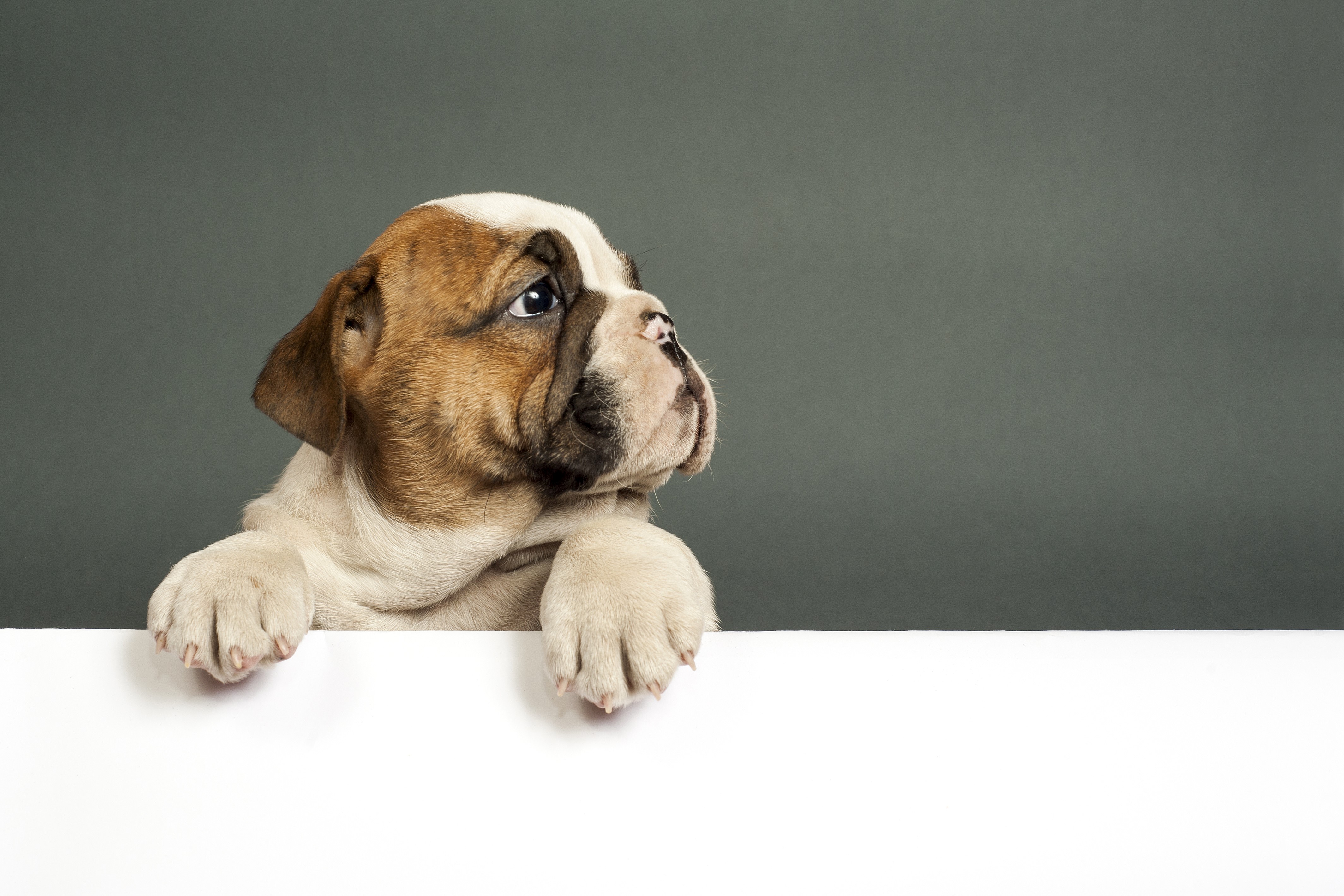Bulldog puppy peeking over a white surface HD Wallpaper
