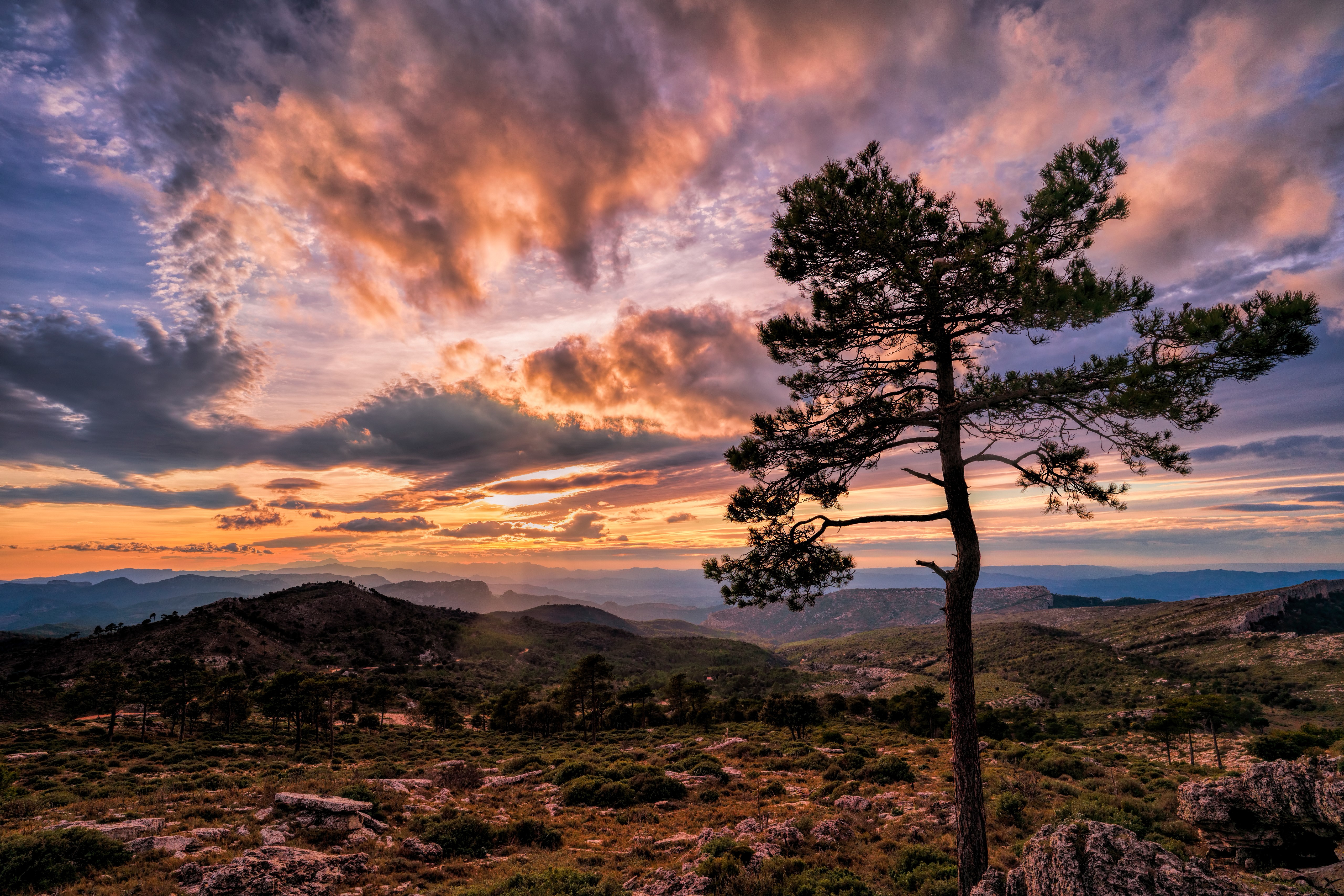 Pine tree on a mountain ridge at sunset in Catalonia, Spain HD Wallpaper