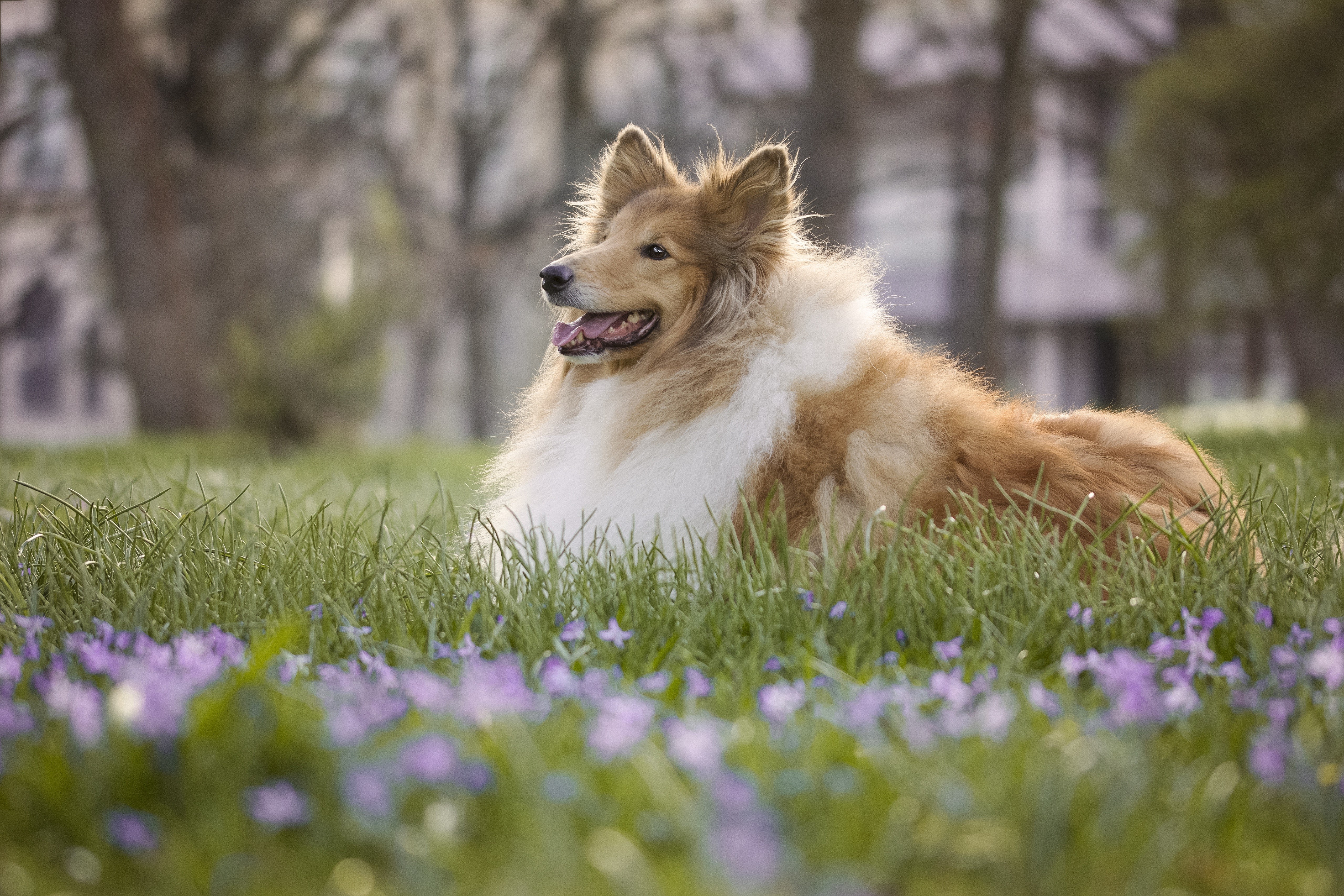 Rough Collie dog lying in grass with flowers HD Wallpaper