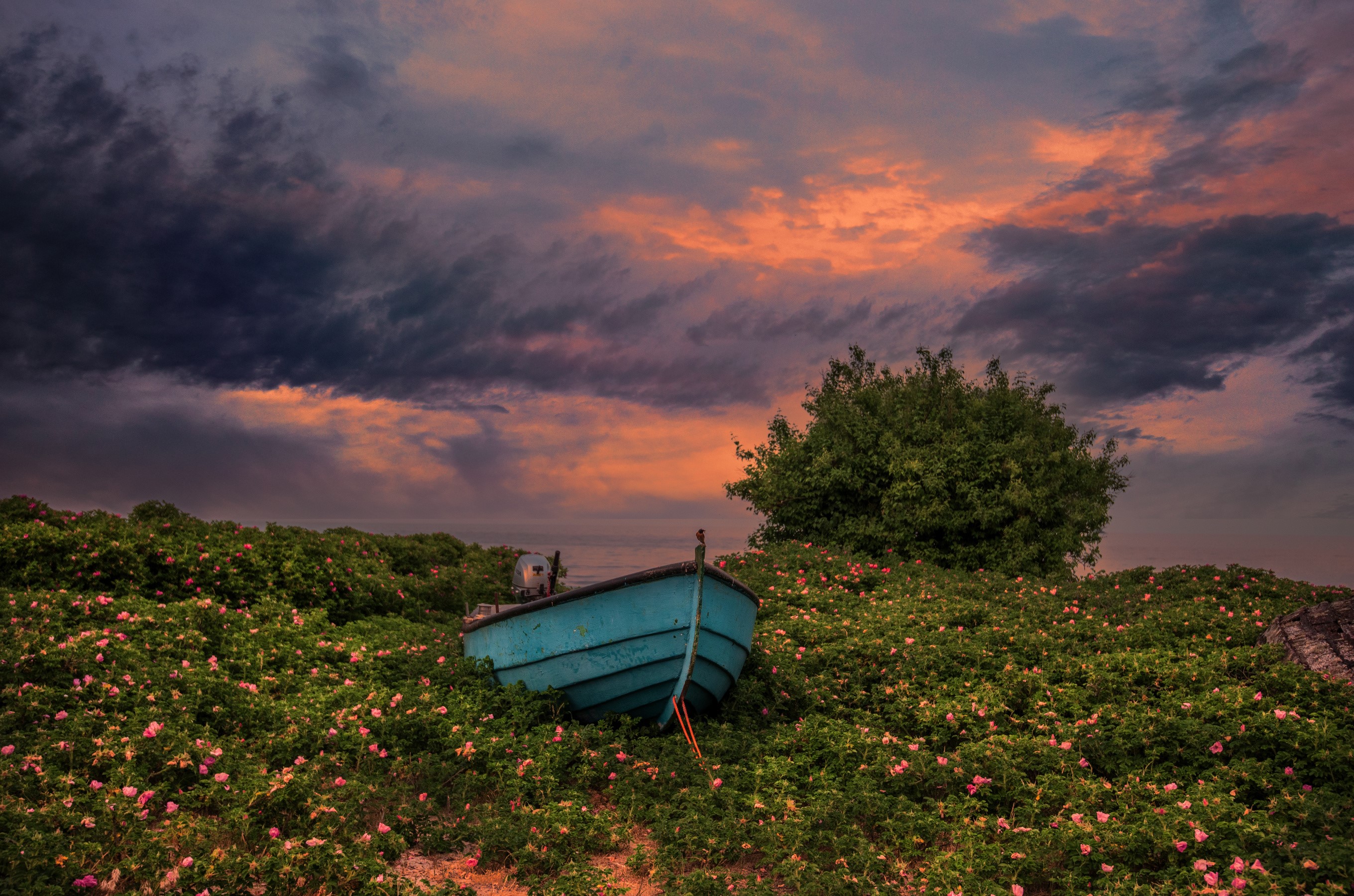 Blue boat in a field of flowers at sunset in Degeberga, Sweden HD Wallpaper