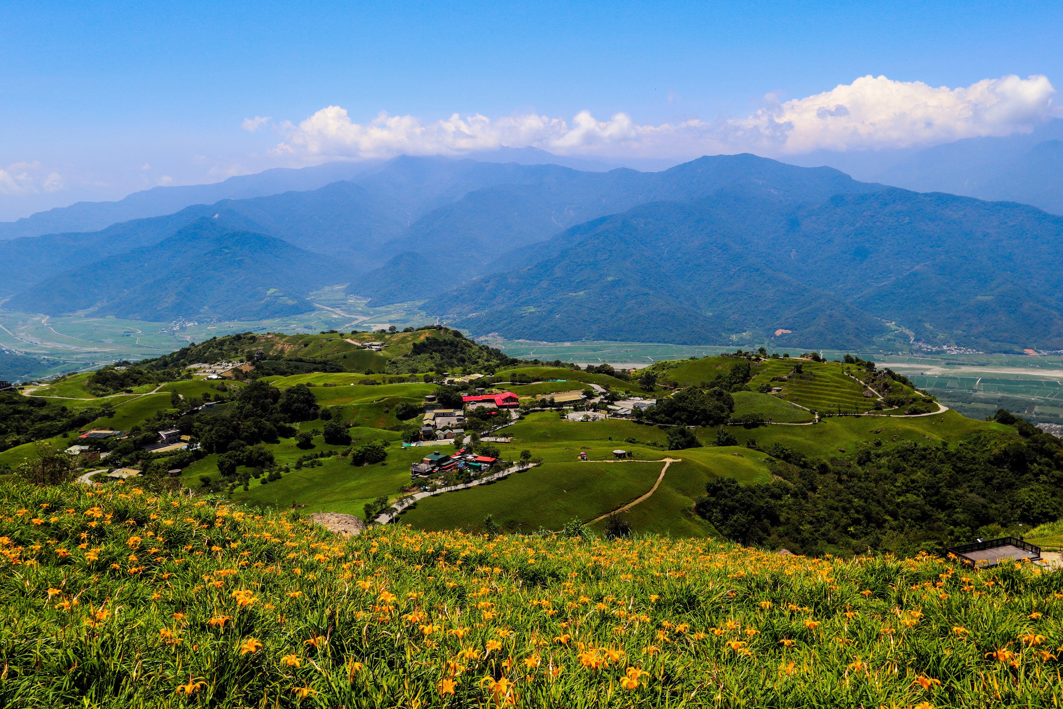 Daylily Fields and Mountains in Hualien, Taiwan HD Wallpaper