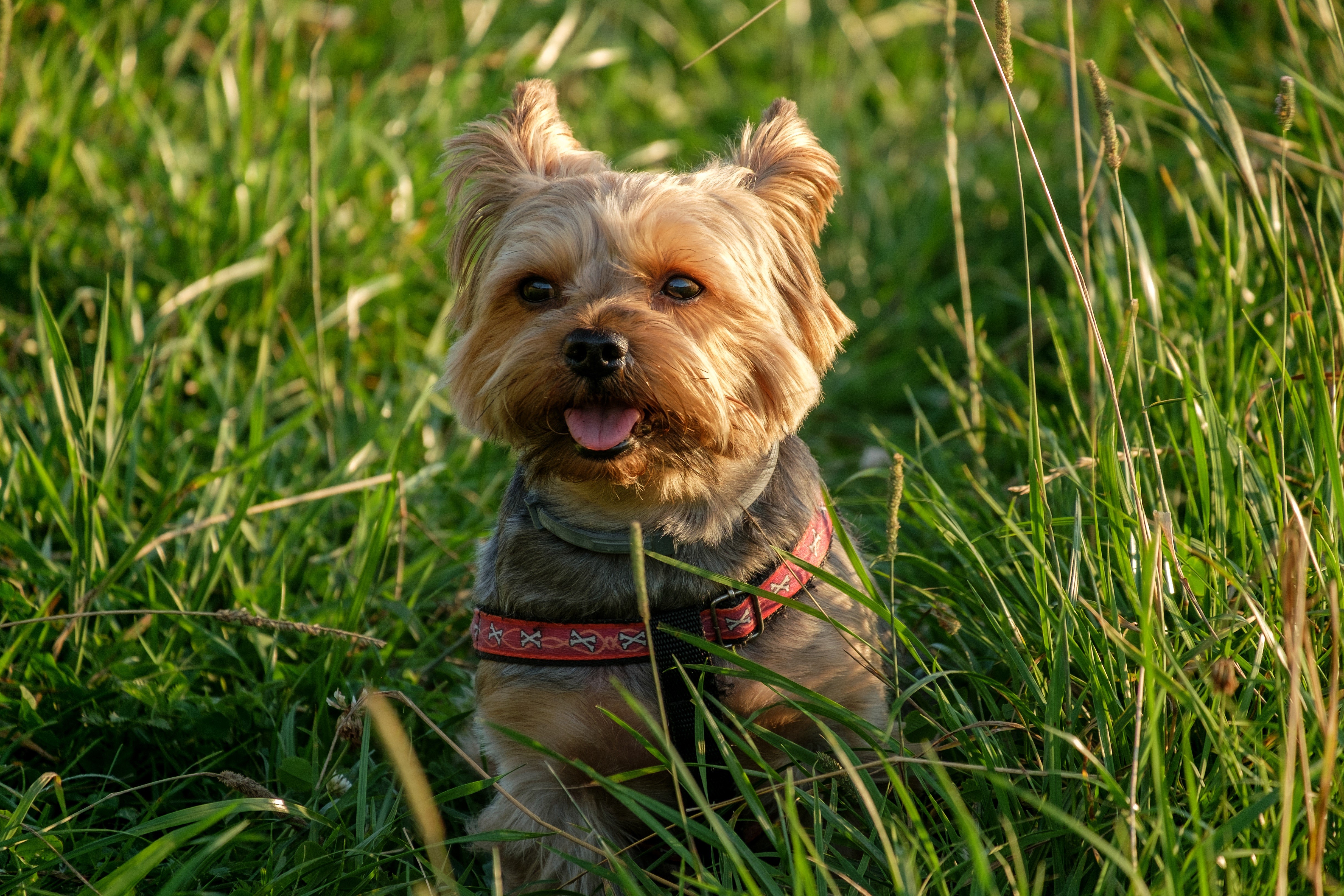 Yorkshire Terrier Sitting in Grass HD Wallpaper