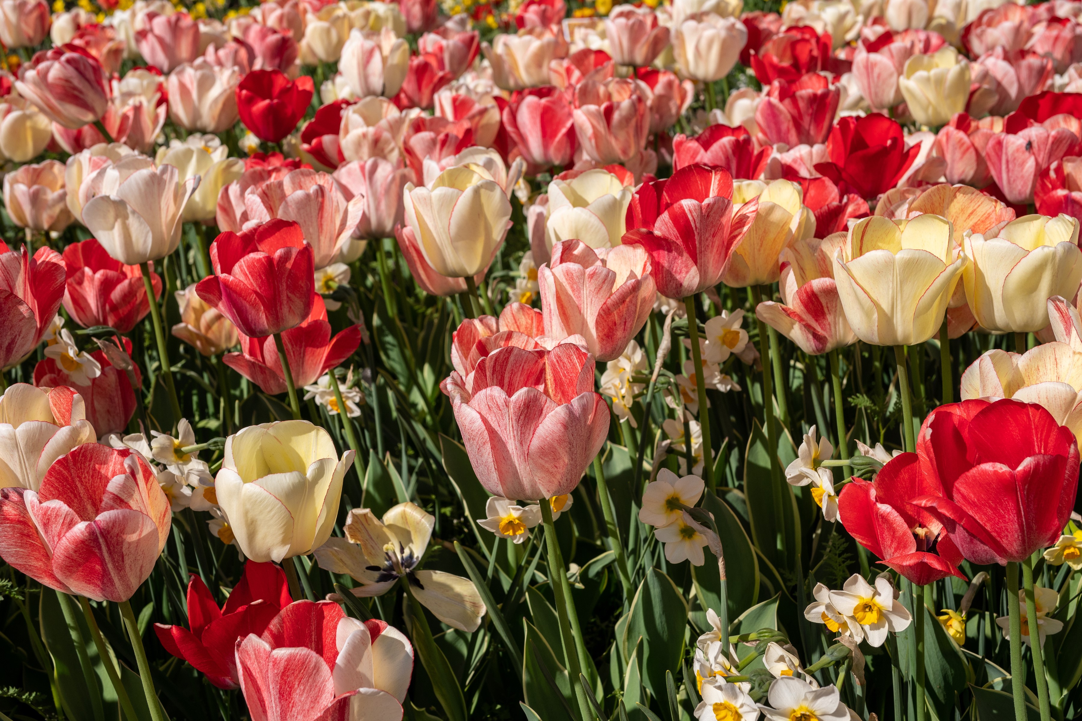 A field of red, pink, and yellow tulips HD Wallpaper