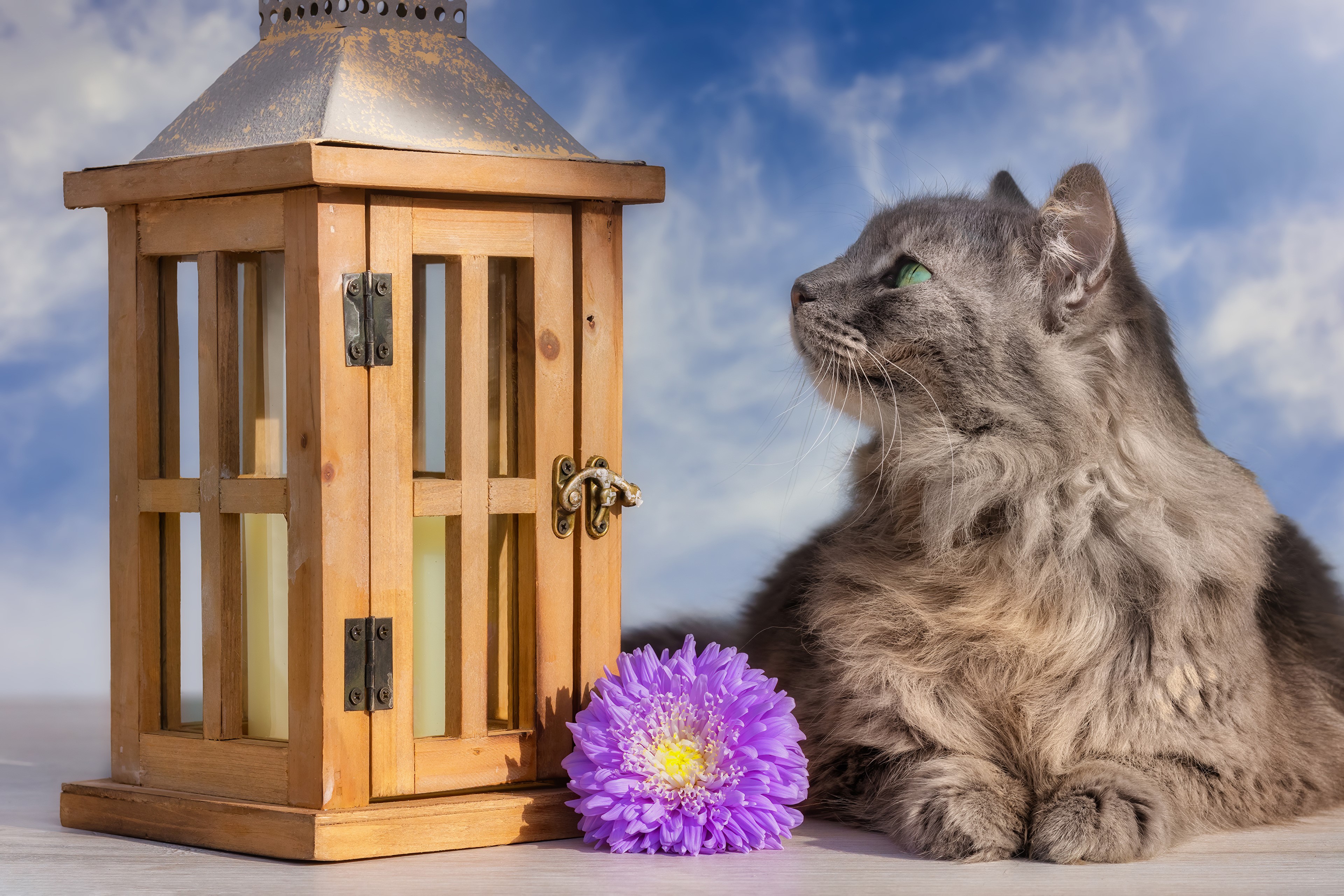 Gray cat and lantern with purple aster HD Wallpaper