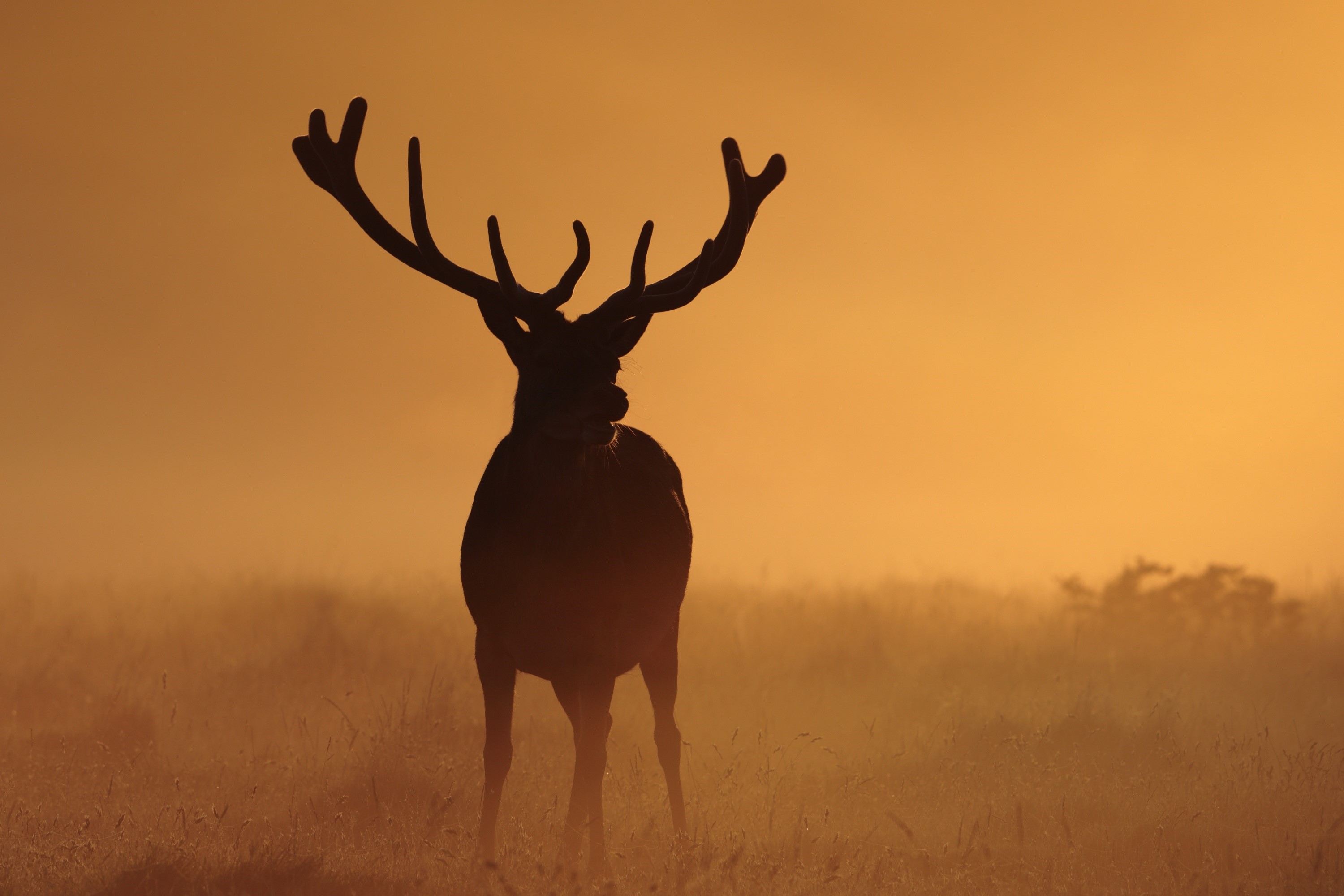 Silhouette of a stag with large antlers in fog HD Wallpaper