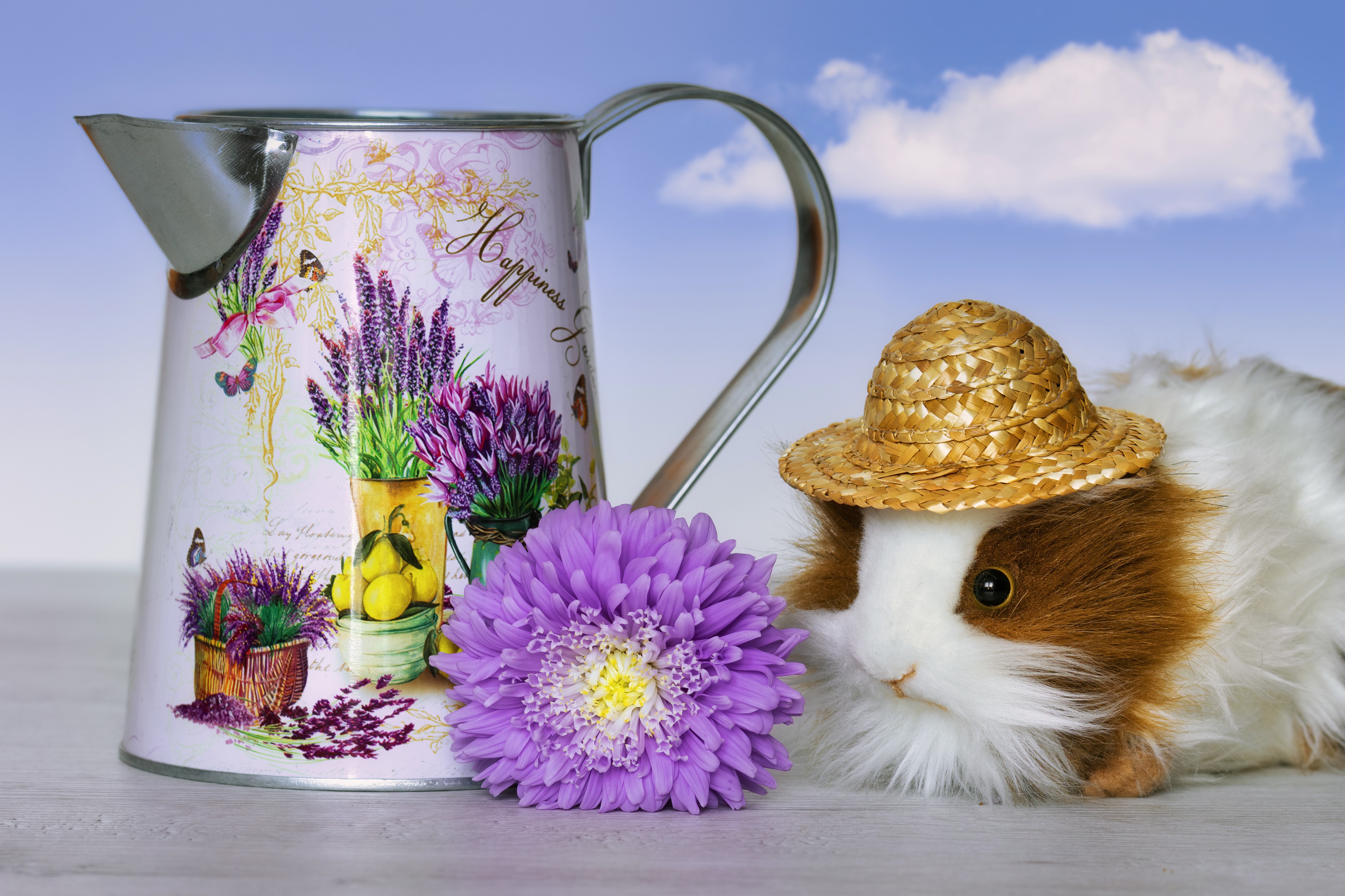 Guinea pig wearing a straw hat next to a watering can HD Wallpaper