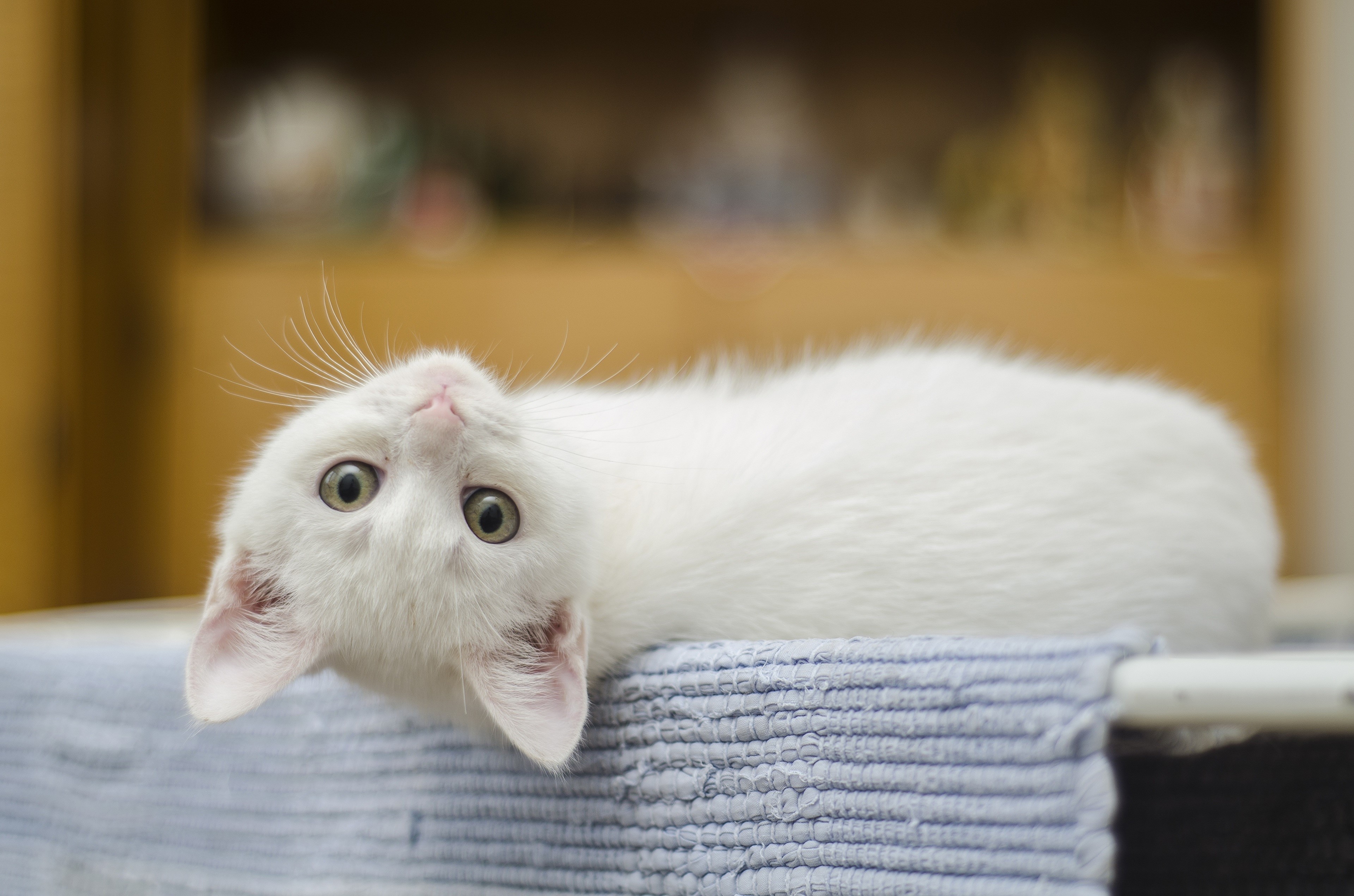 White kitten lying down HD Wallpaper