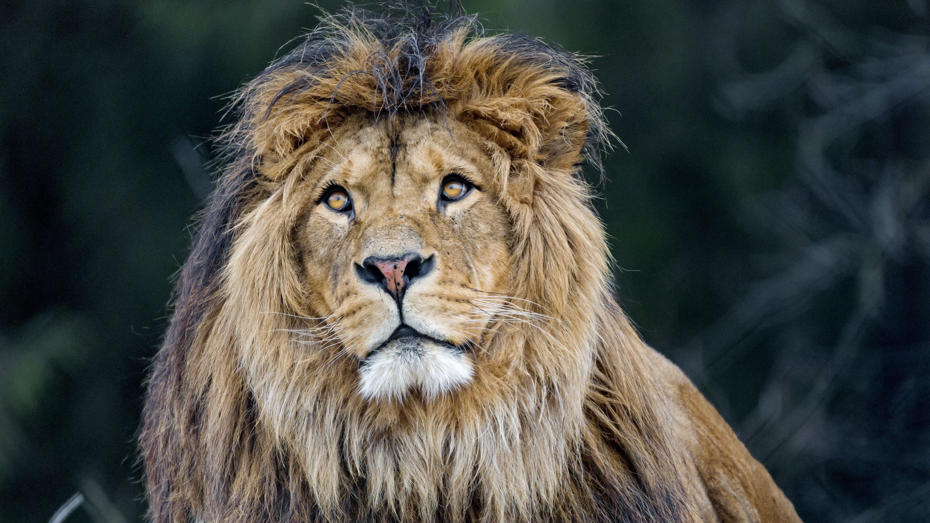 Lion with a mane looking forward HD Wallpaper