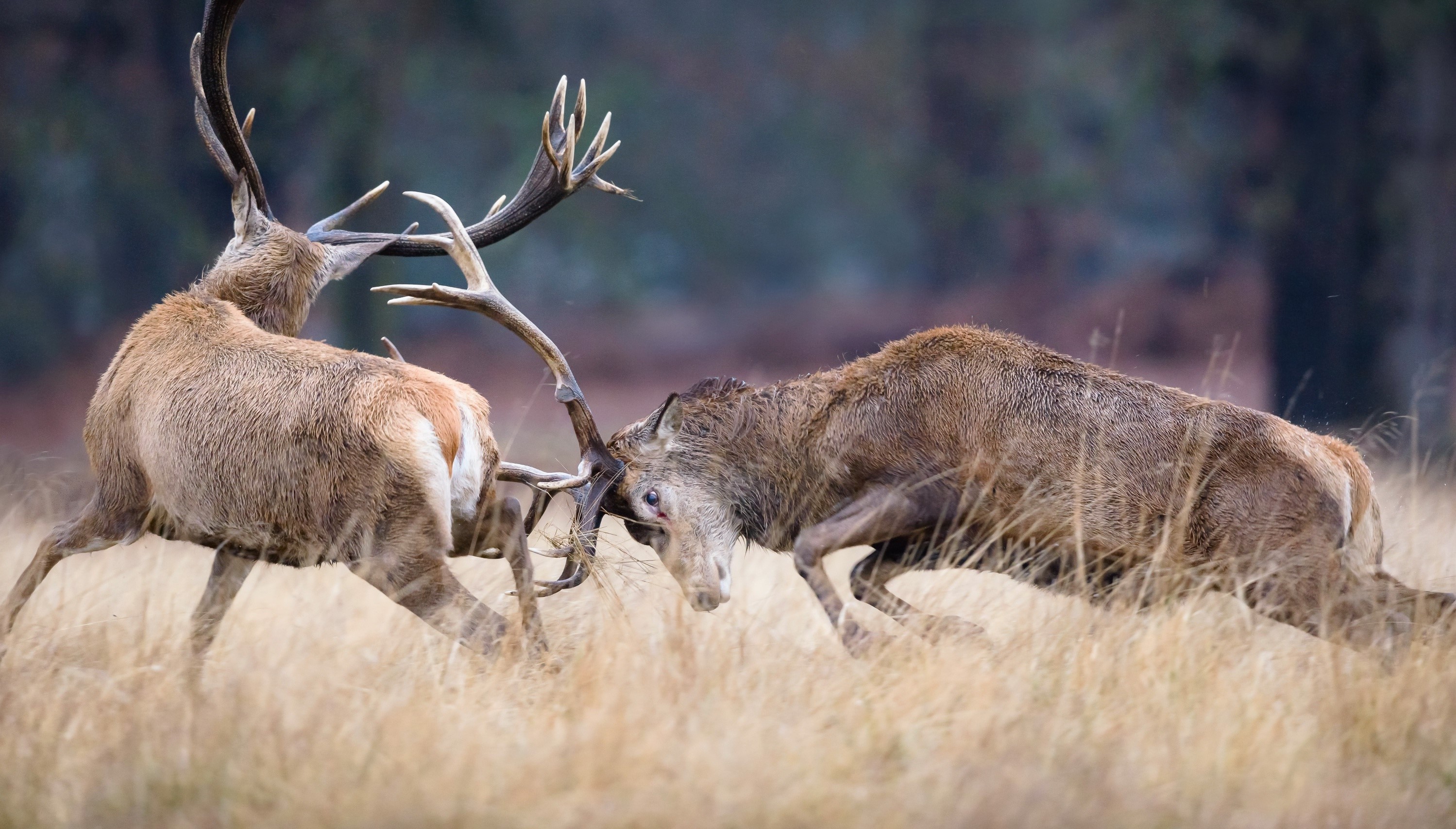 Two red deer stags fighting with antlers HD Wallpaper
