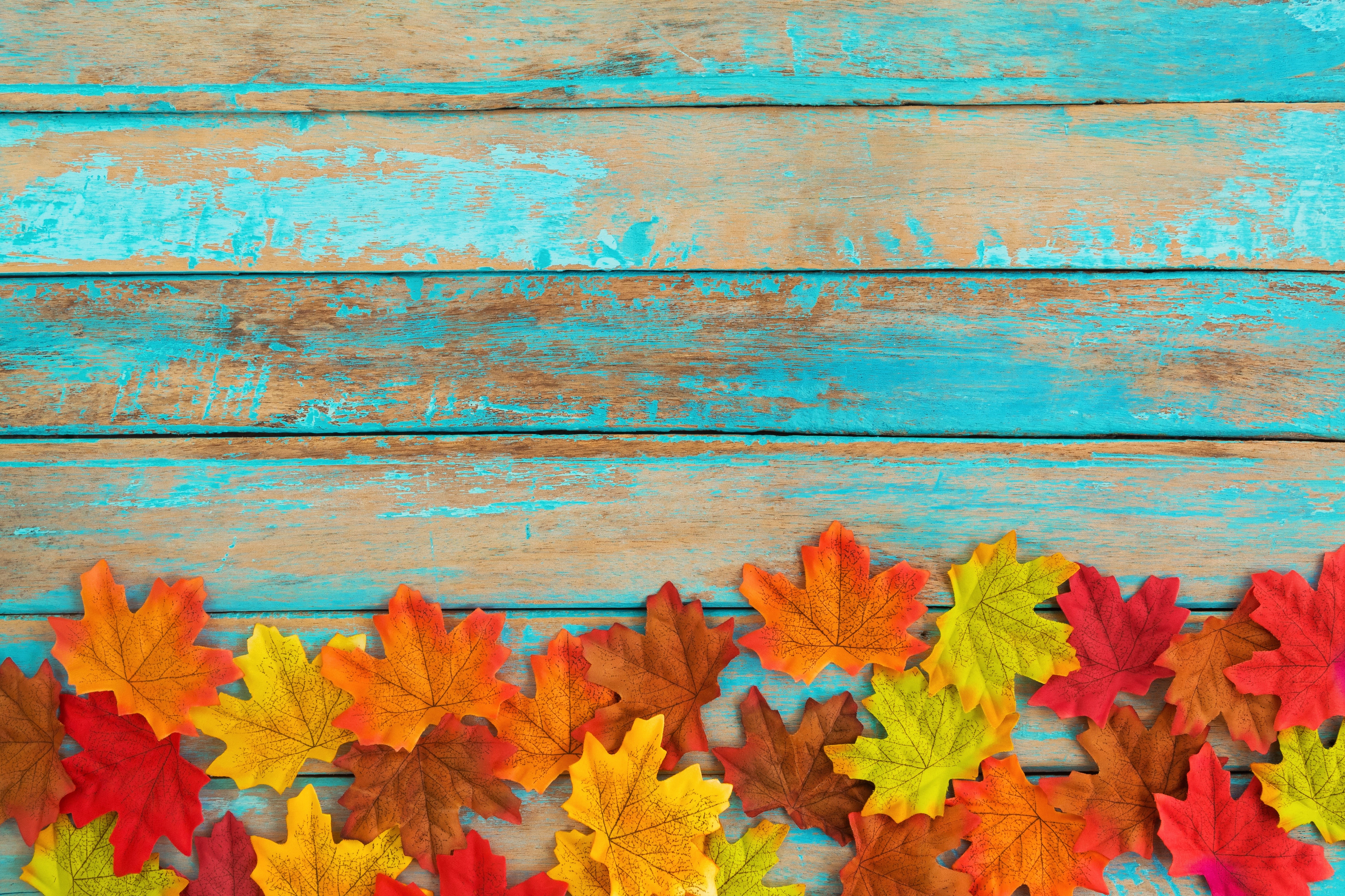 Autumn leaves on distressed blue wooden planks HD Wallpaper