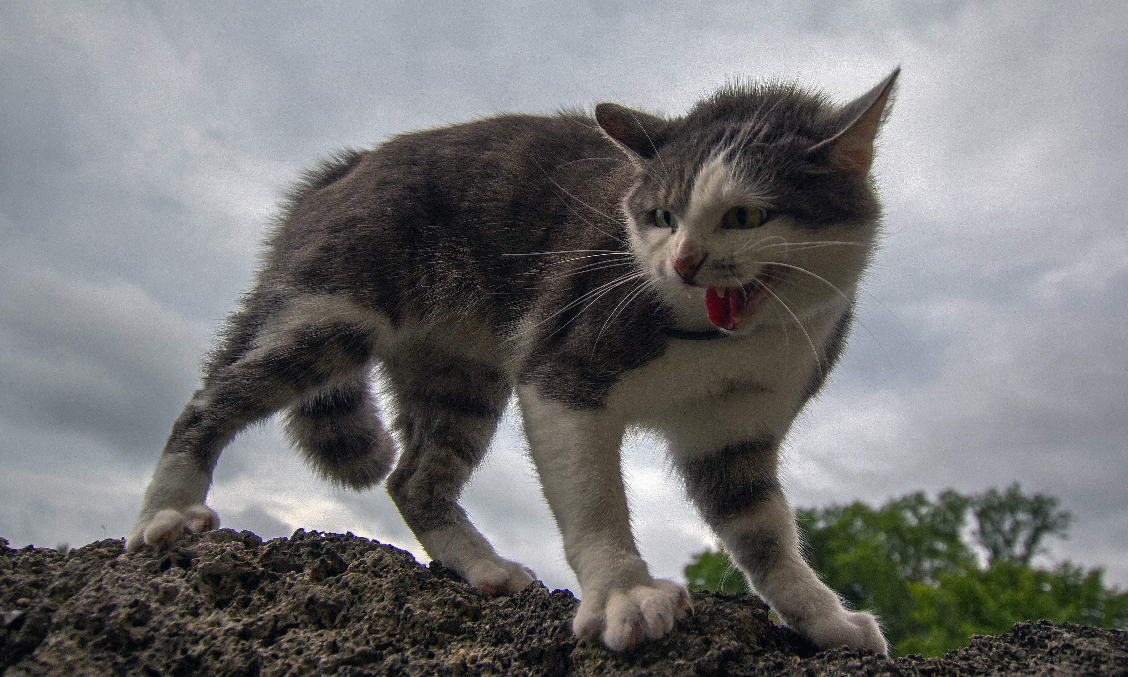 A grey and white cat hissing on a rock HD Wallpaper
