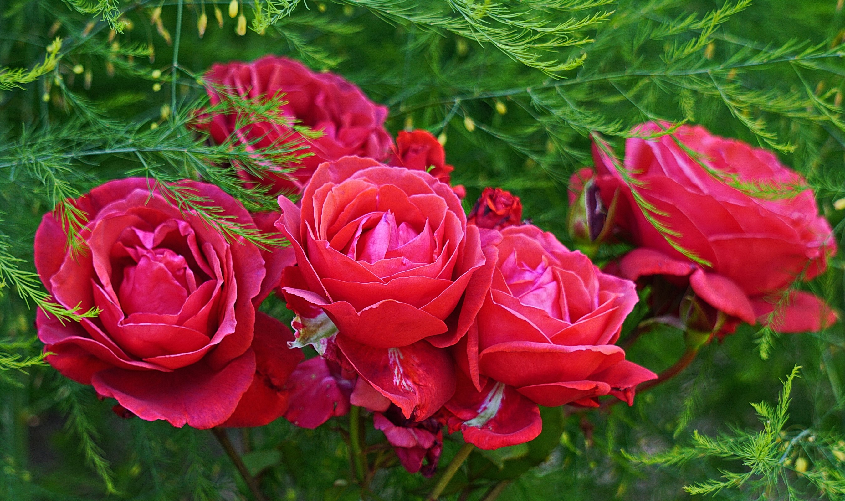 Red Roses with Greenery HD Wallpaper