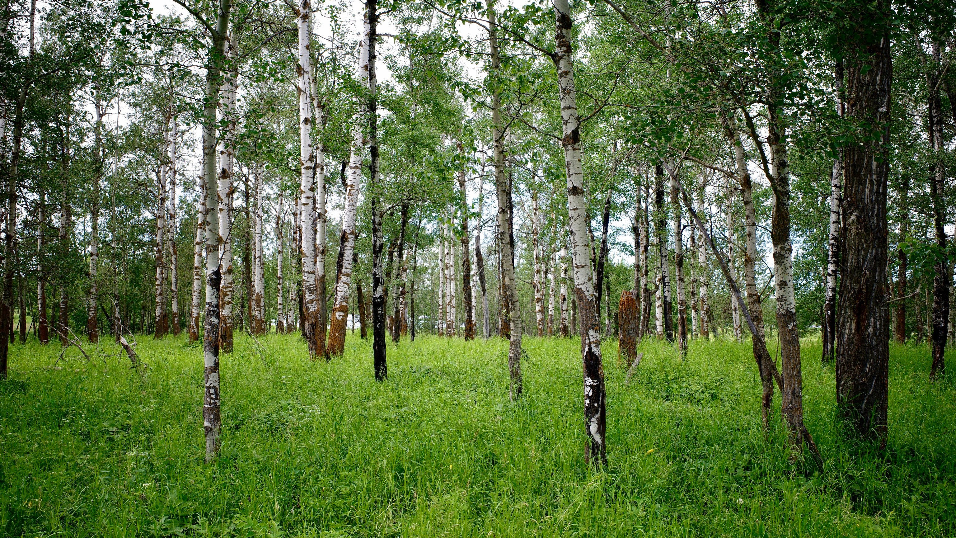 Birch trees in a grassy forest clearing HD Wallpaper