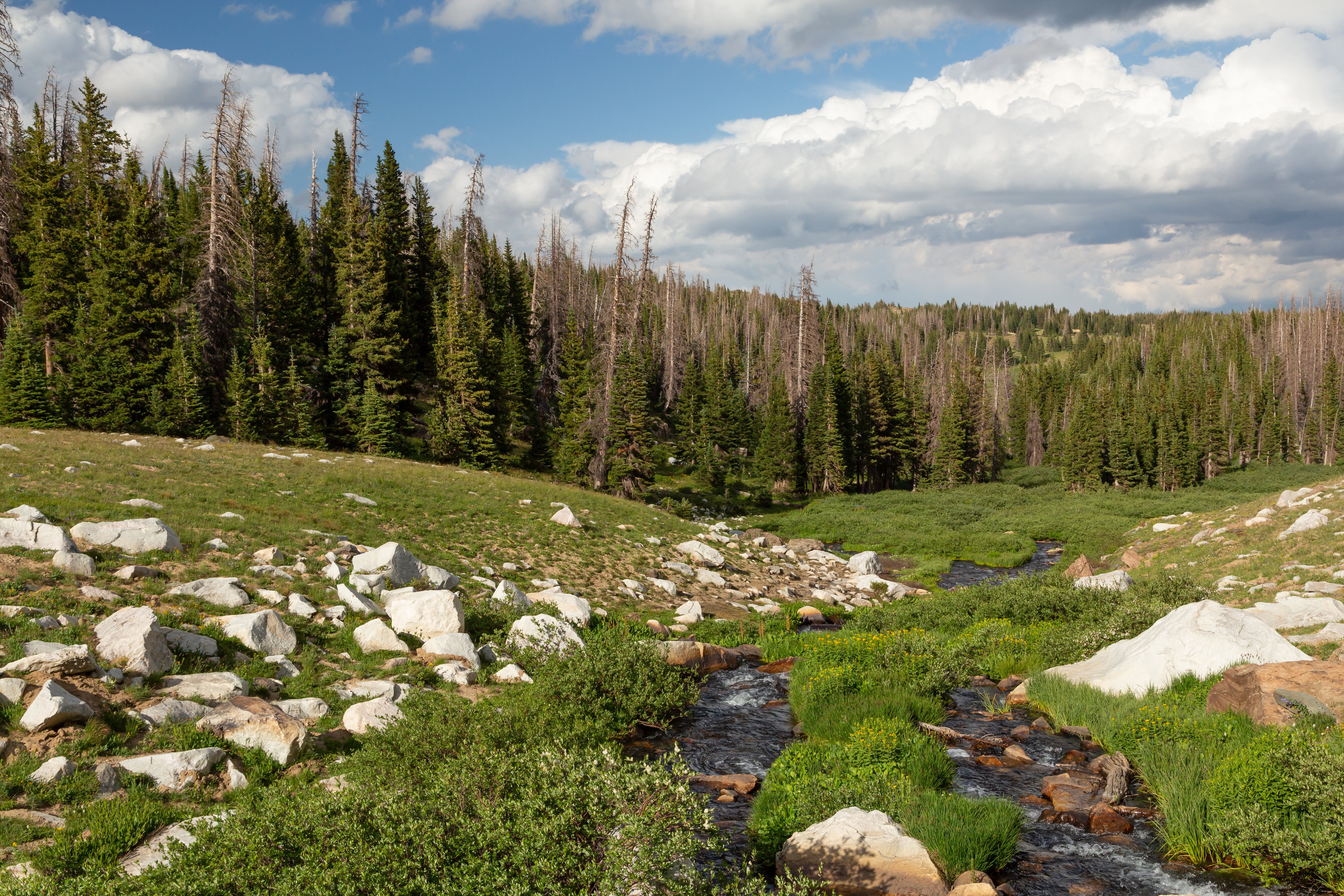 Stream flowing through Medicine Bow-Routt National Forest with pine trees and clouds HD Wallpaper