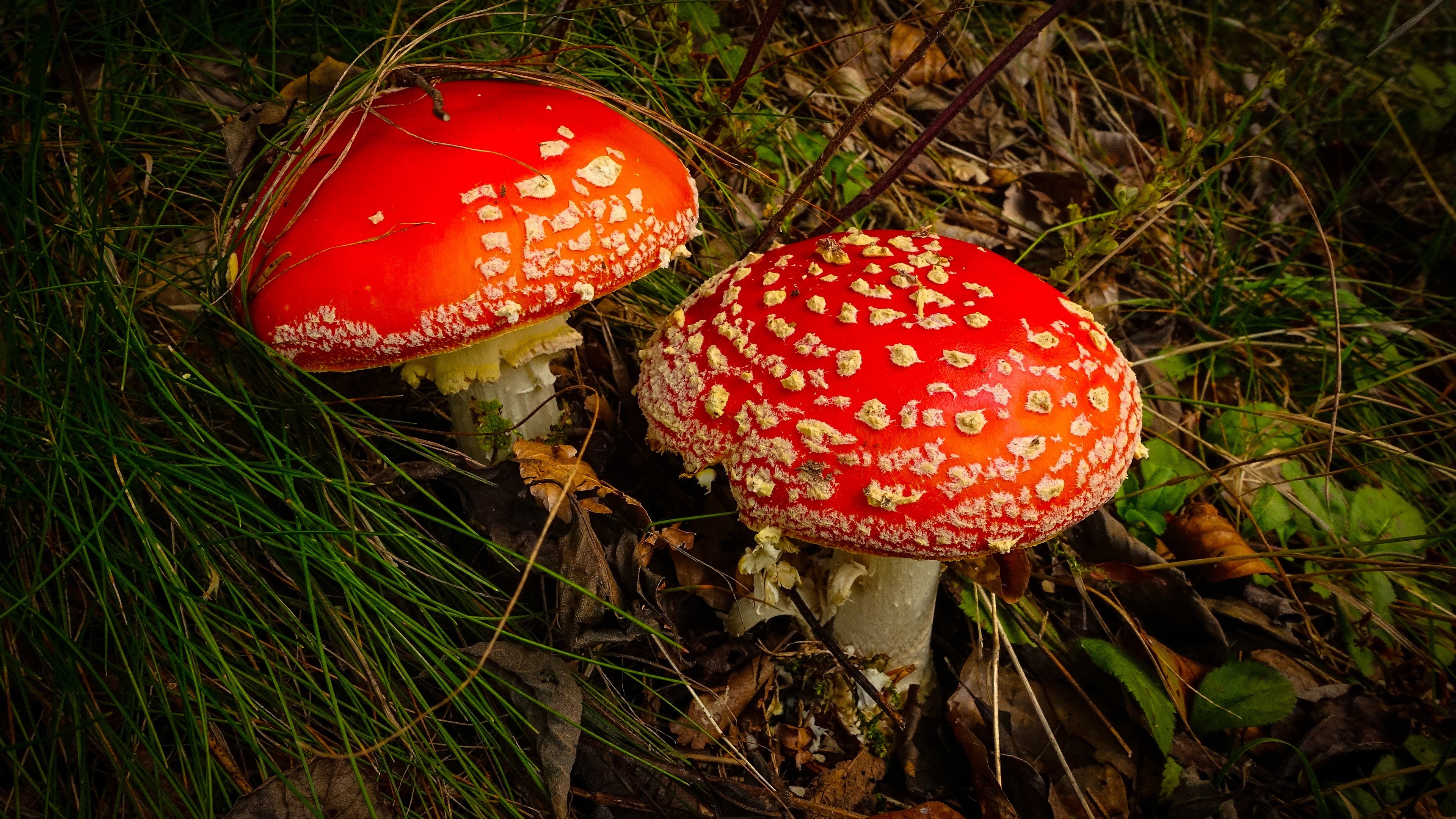 Two red Amanita mushrooms in grass HD Wallpaper