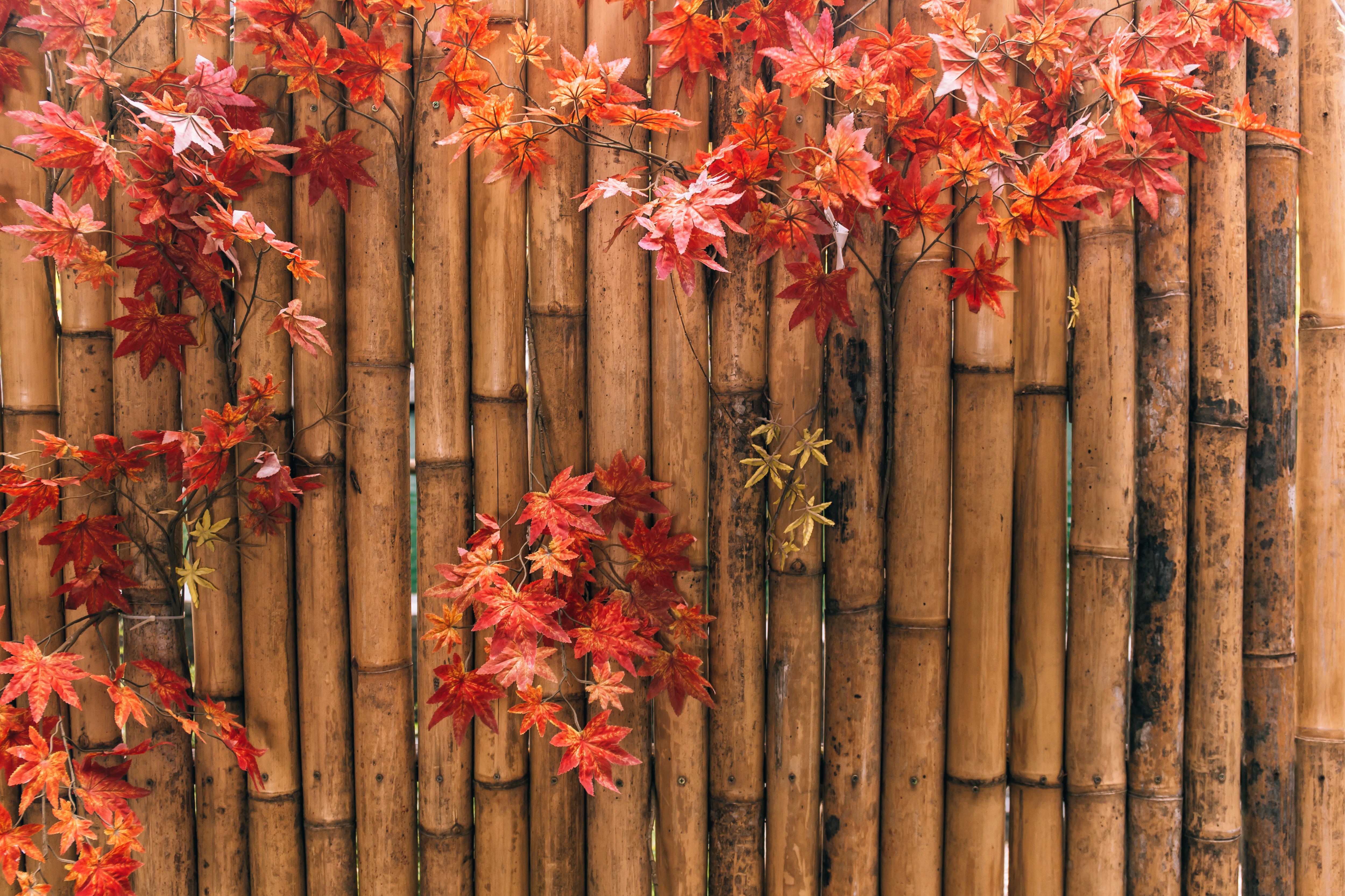 Autumn Maple Leaves on Bamboo Fence HD Wallpaper